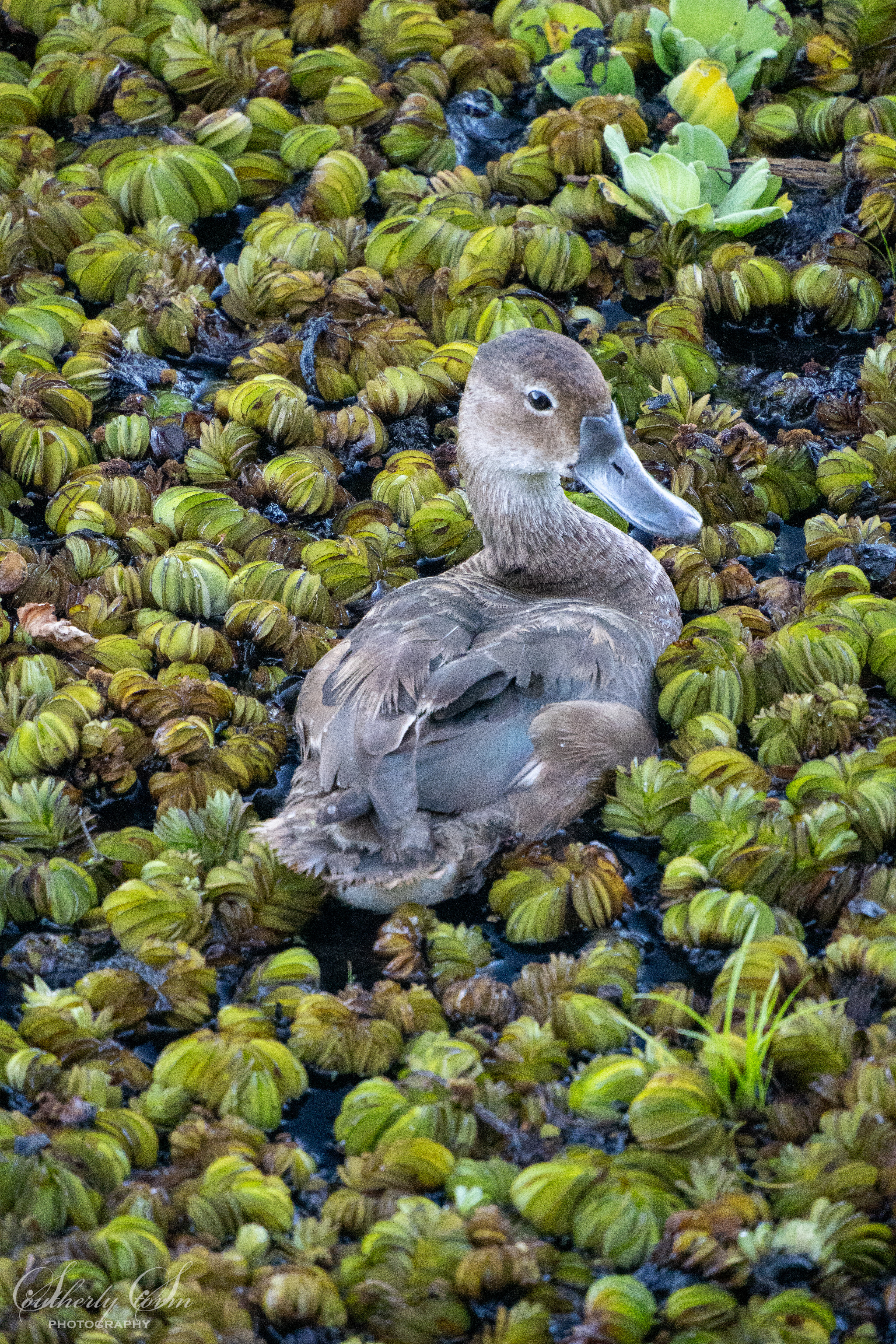 Duck swimming through water plants
