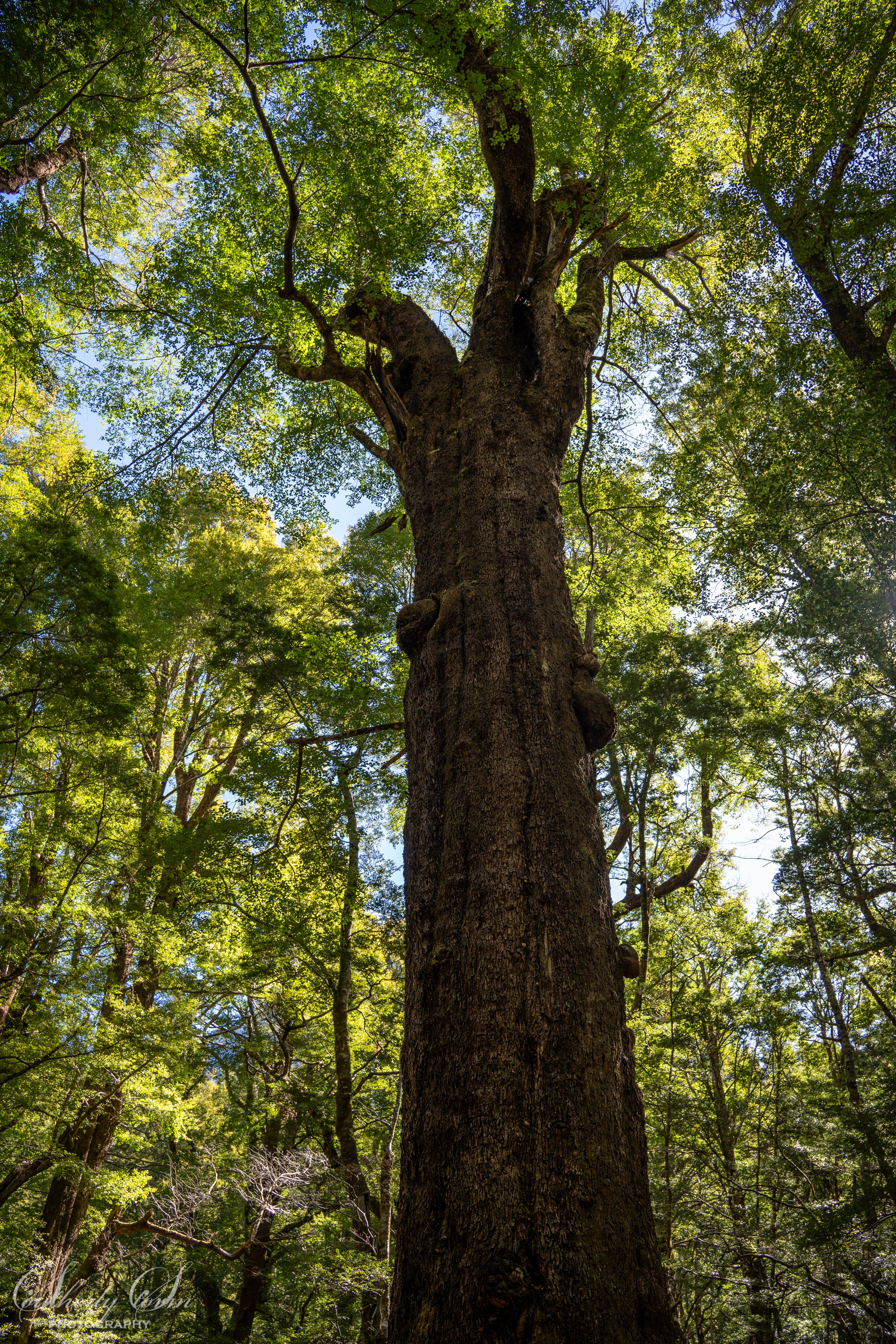 Mighty NZ beech tree