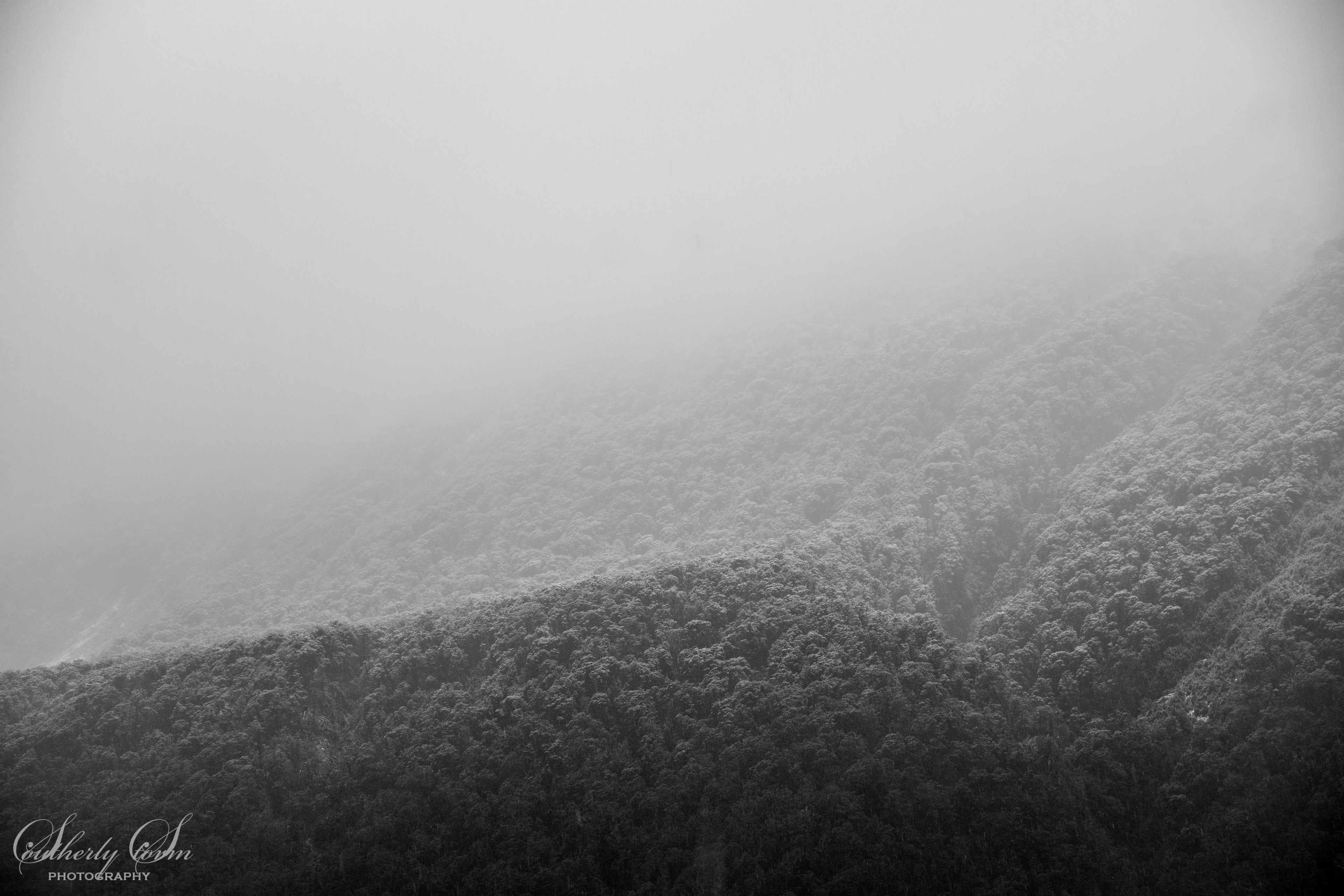 Snow on the trees