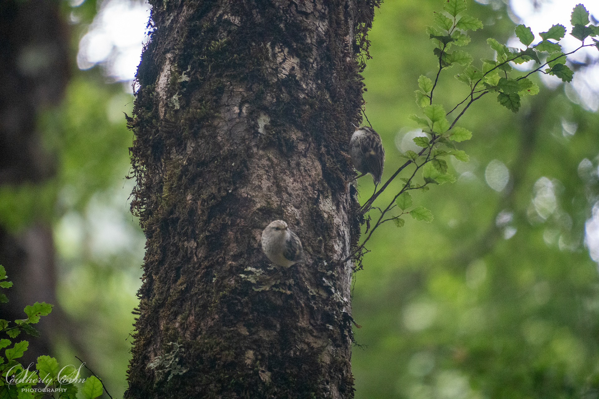 Cute riflemen on a tree!