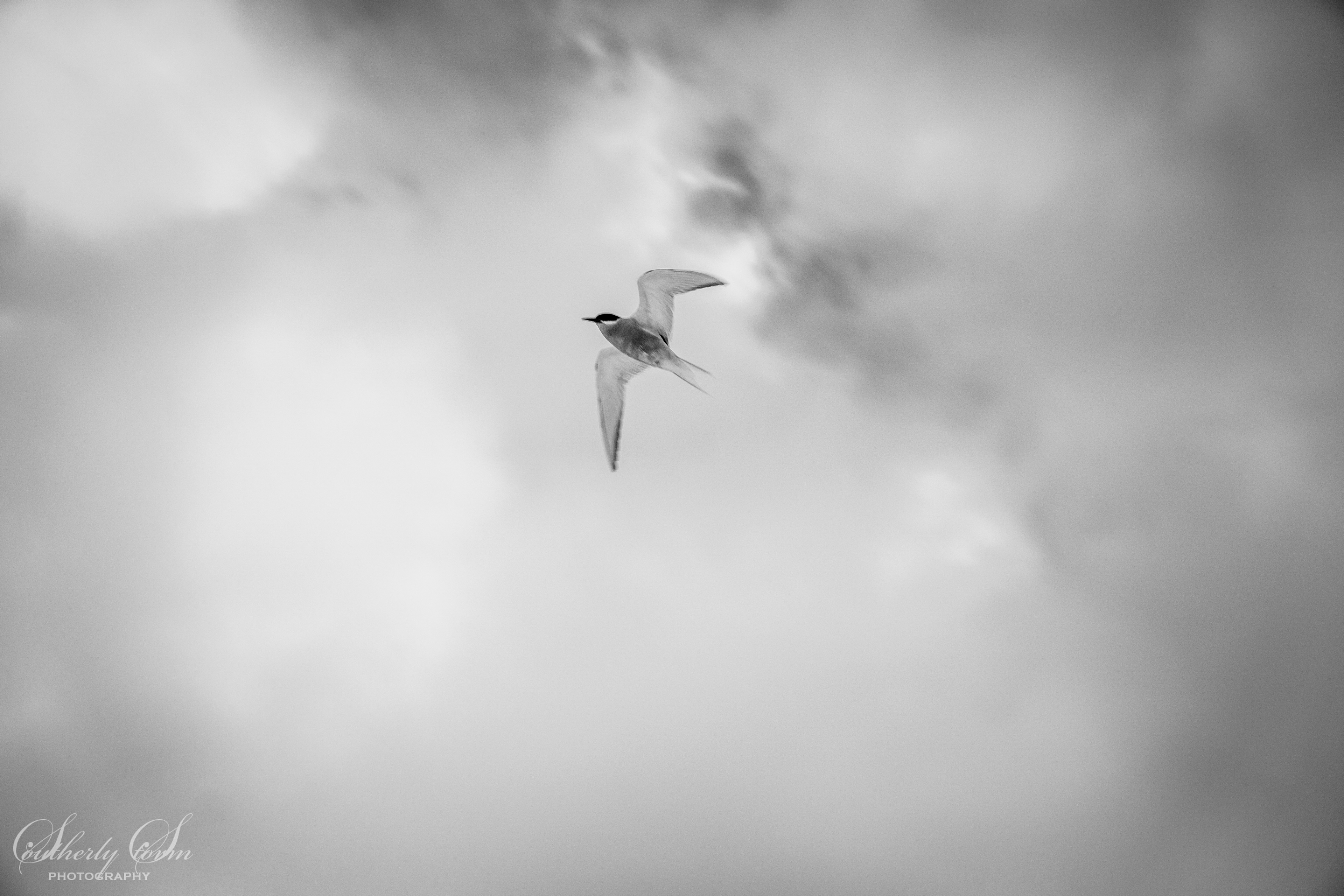 Antarctic tern in flight
