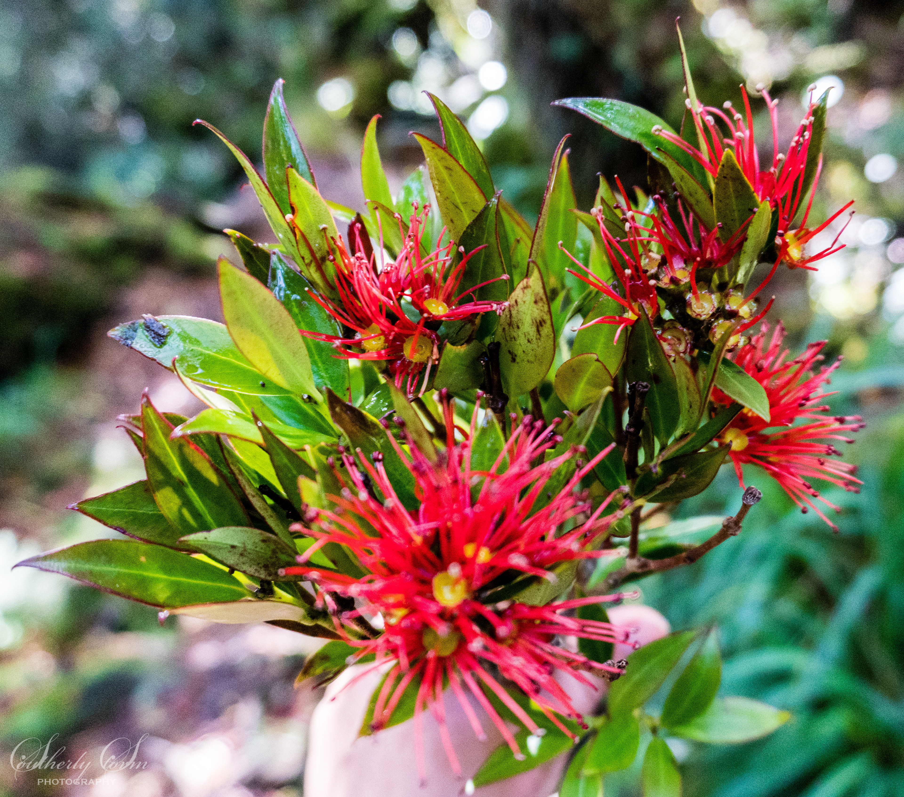 Rata flower