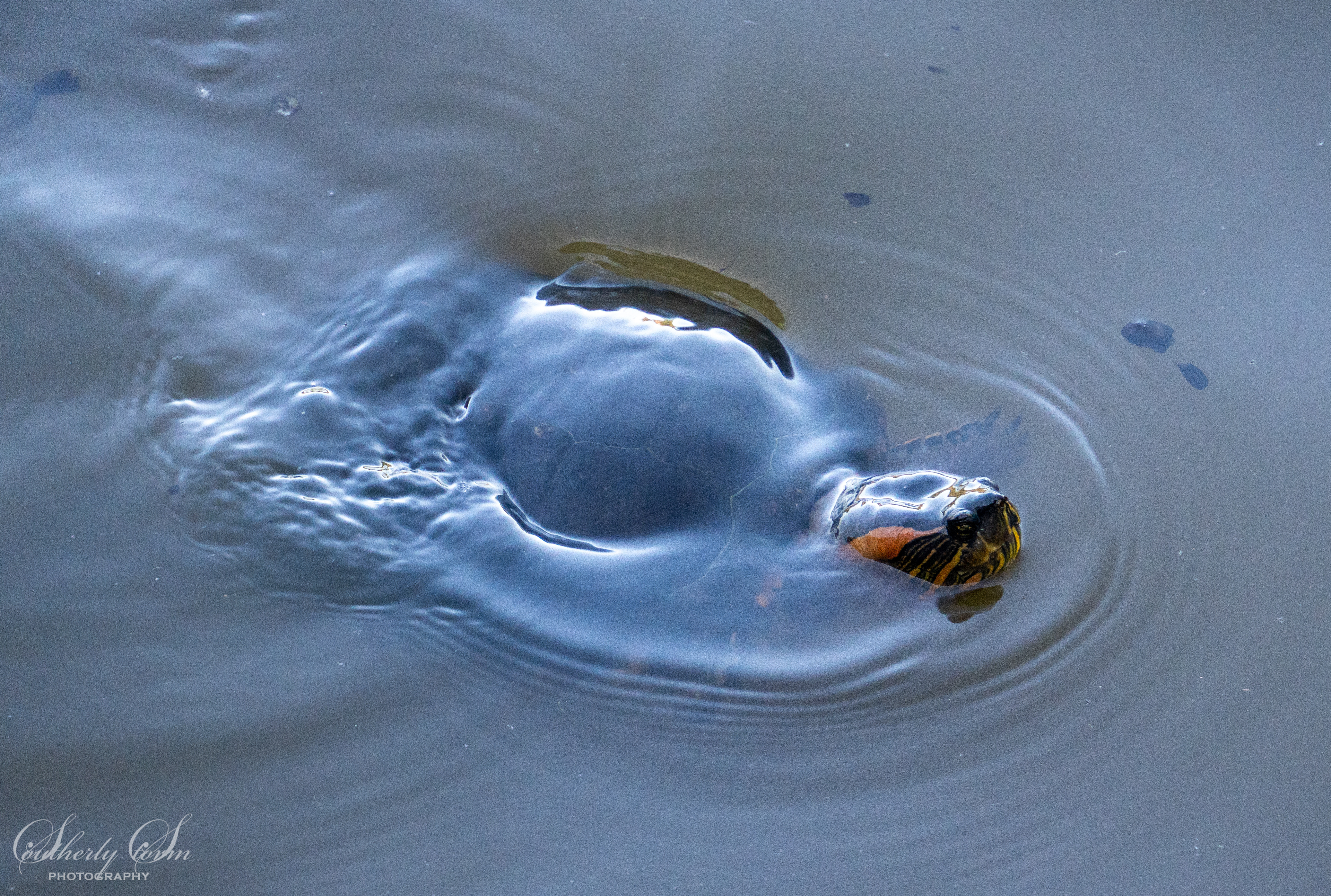 Turtle in Buenos Aires