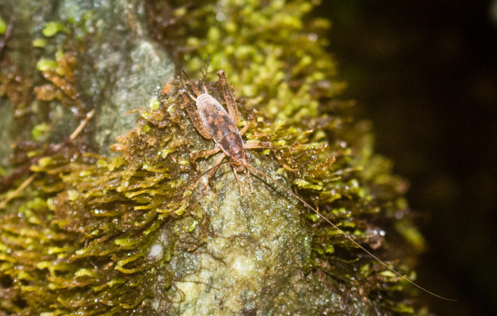 Cave weta