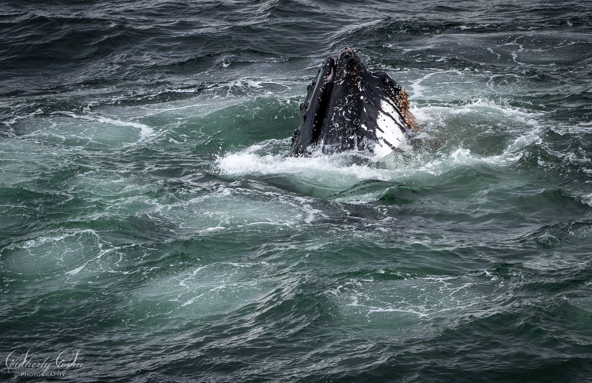 Whale bubble net feeding