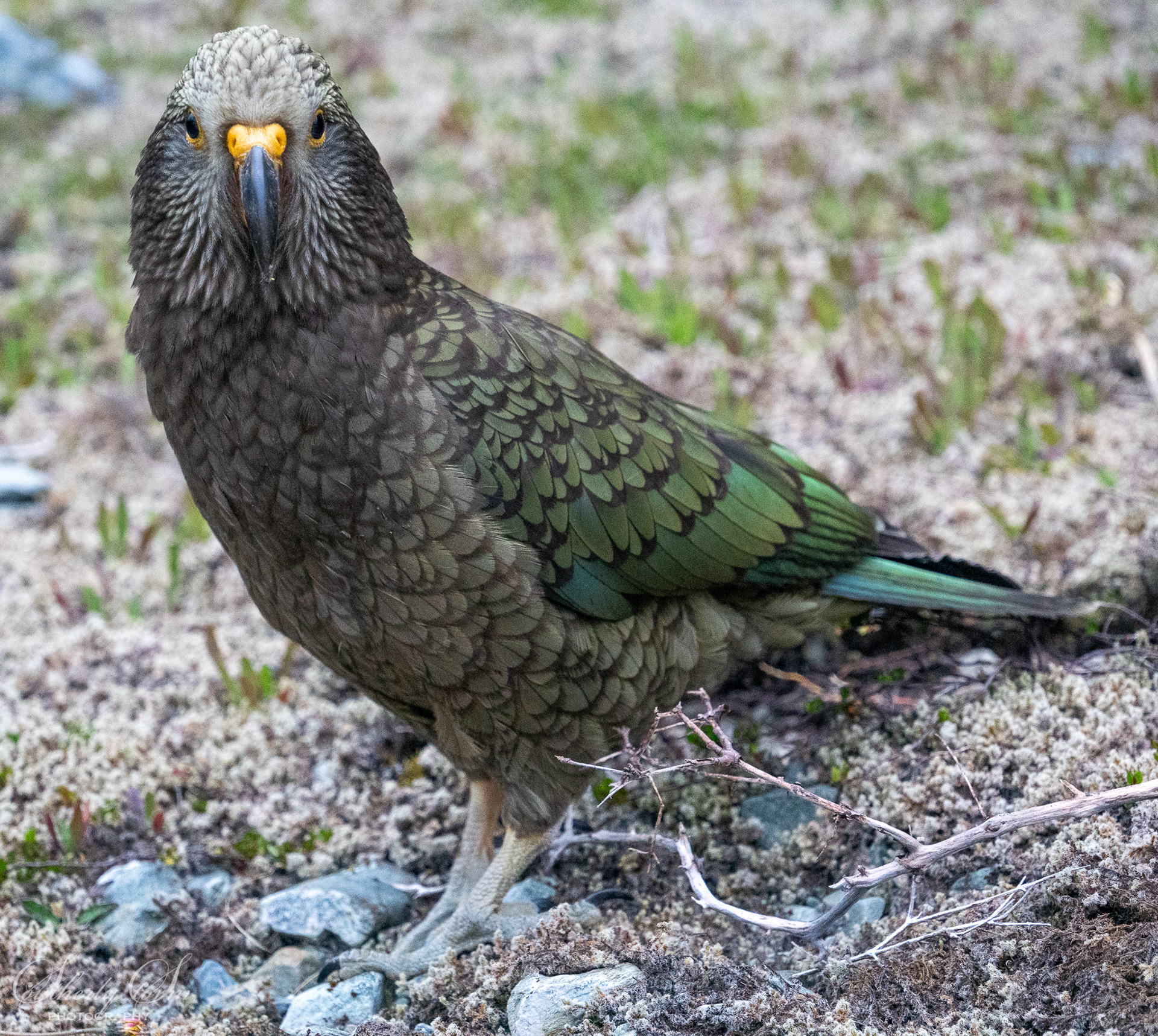 Juvenile Kea
