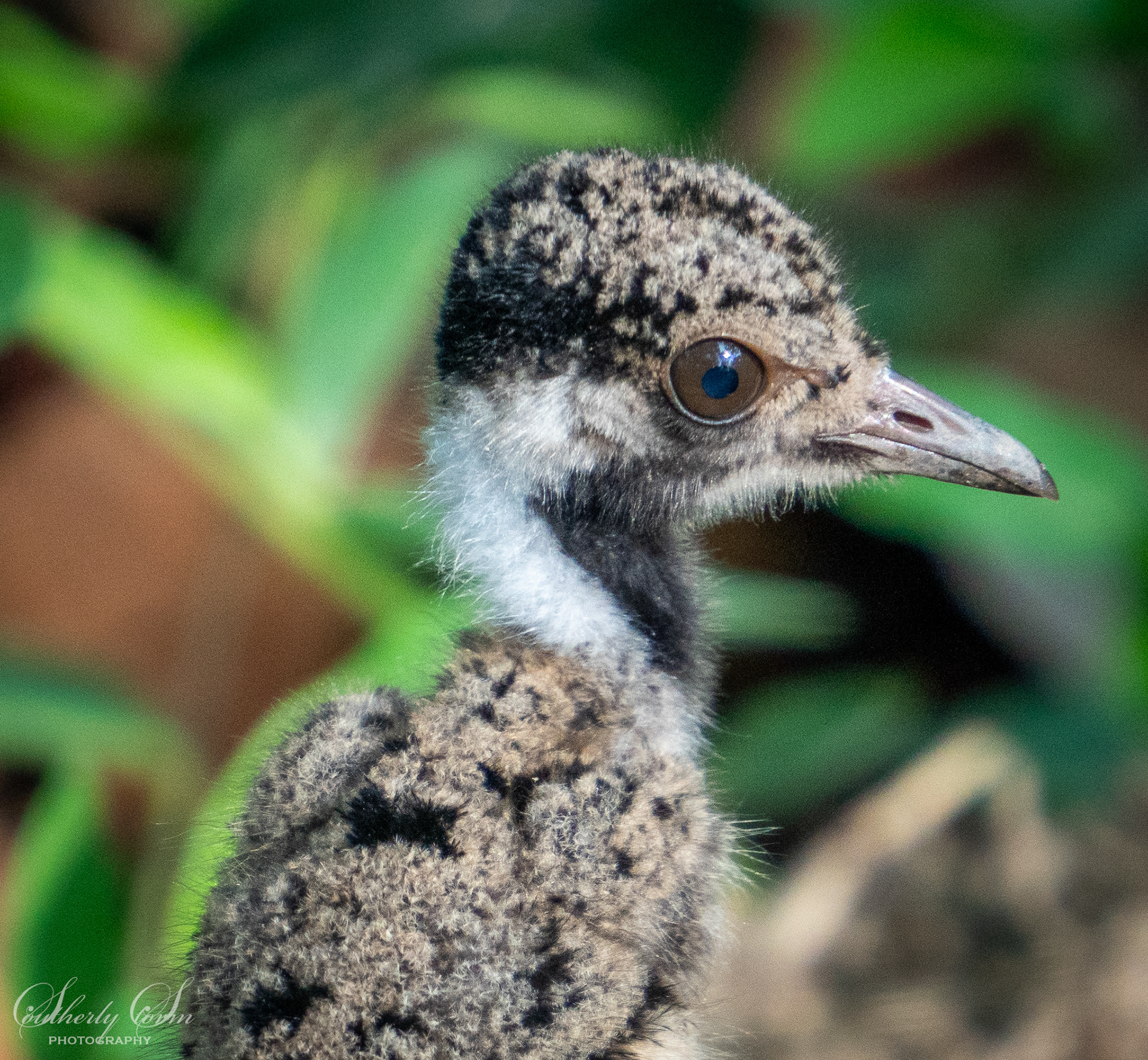 Cute baby bird