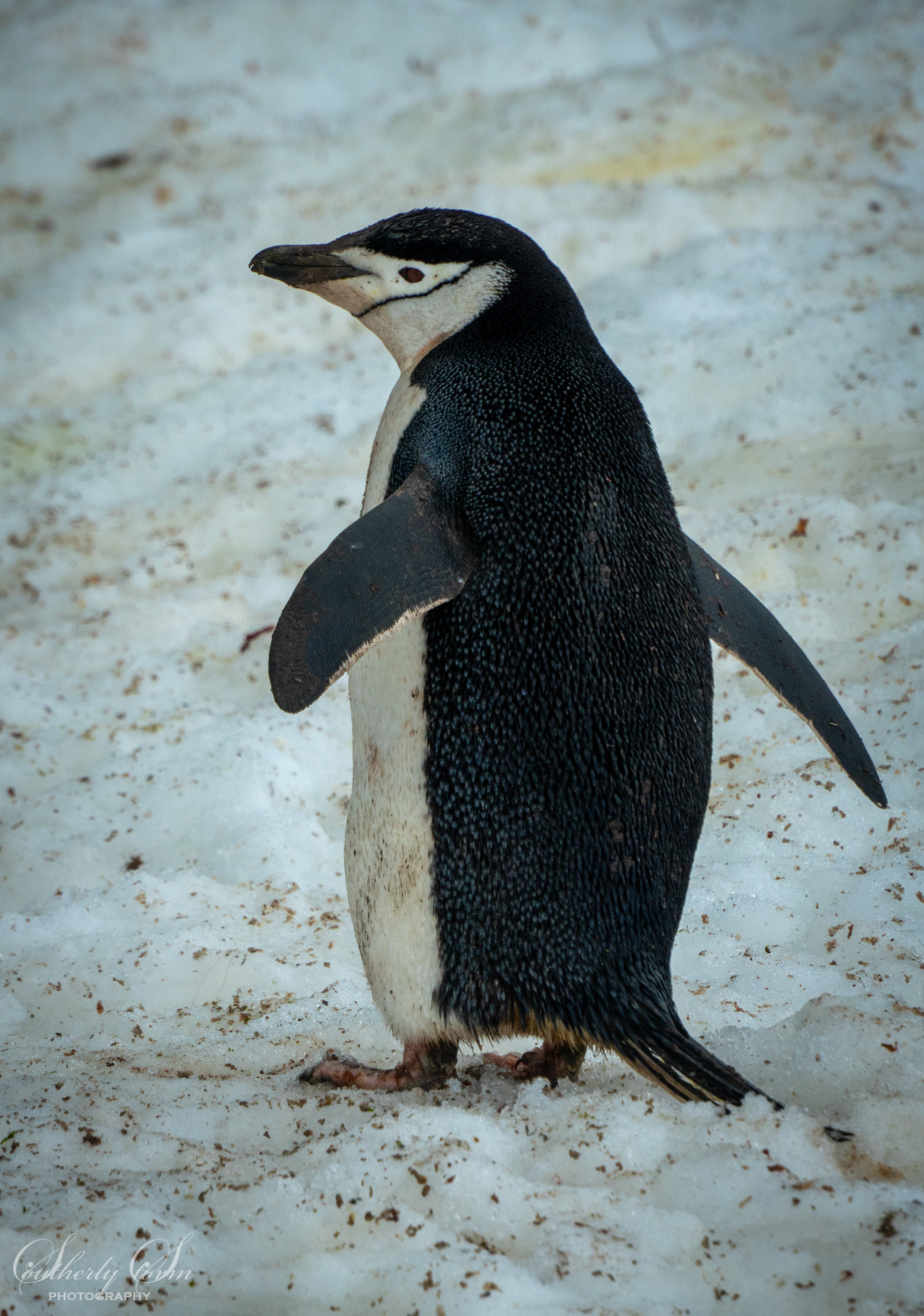 Chinstrap Penguin