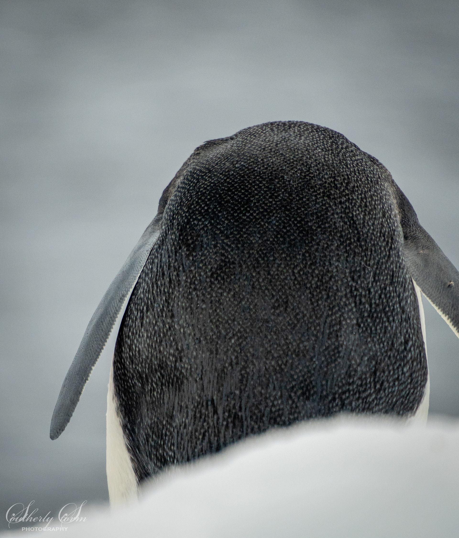 Penguin feathers