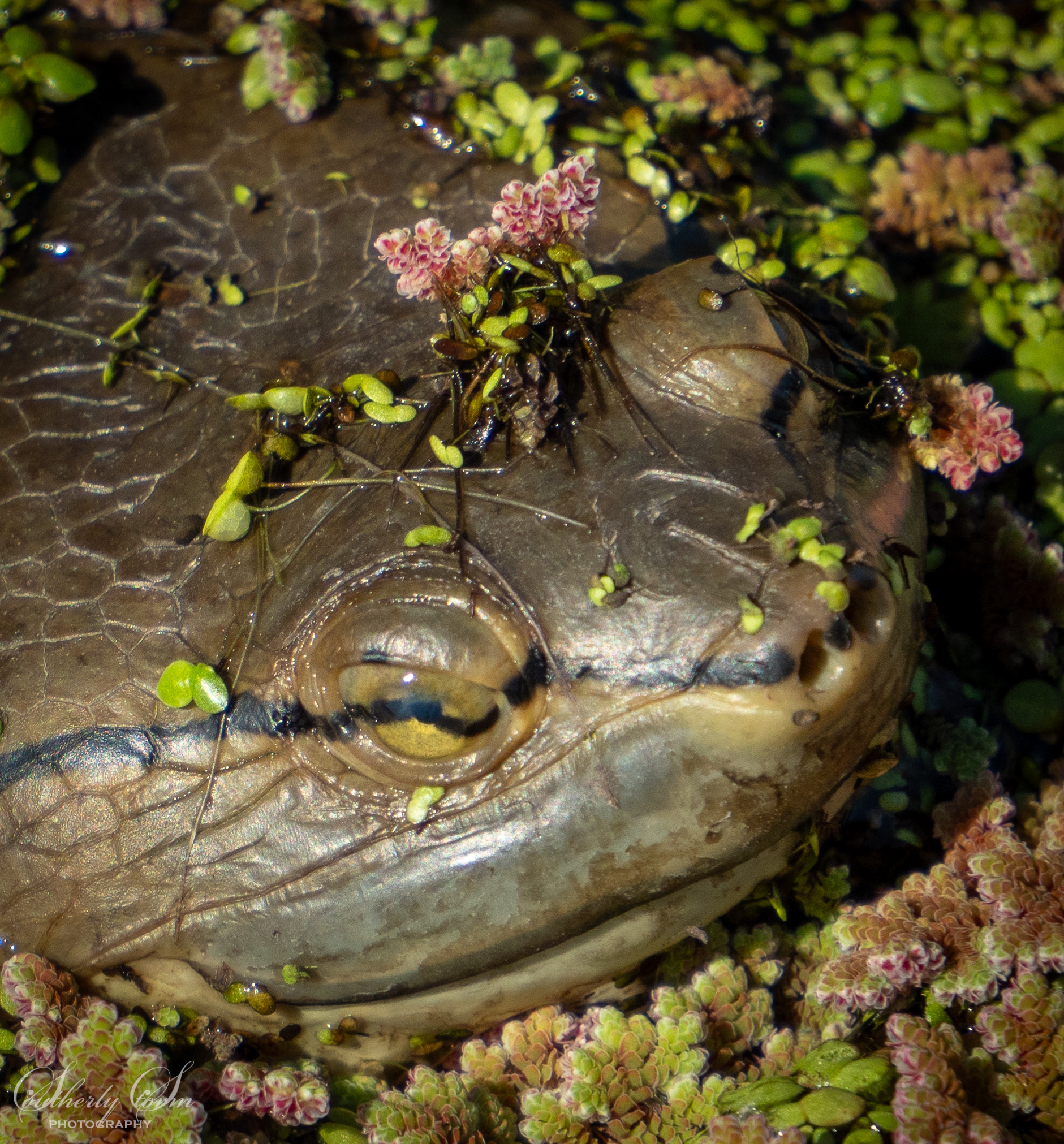 Close up of a turtle's face
