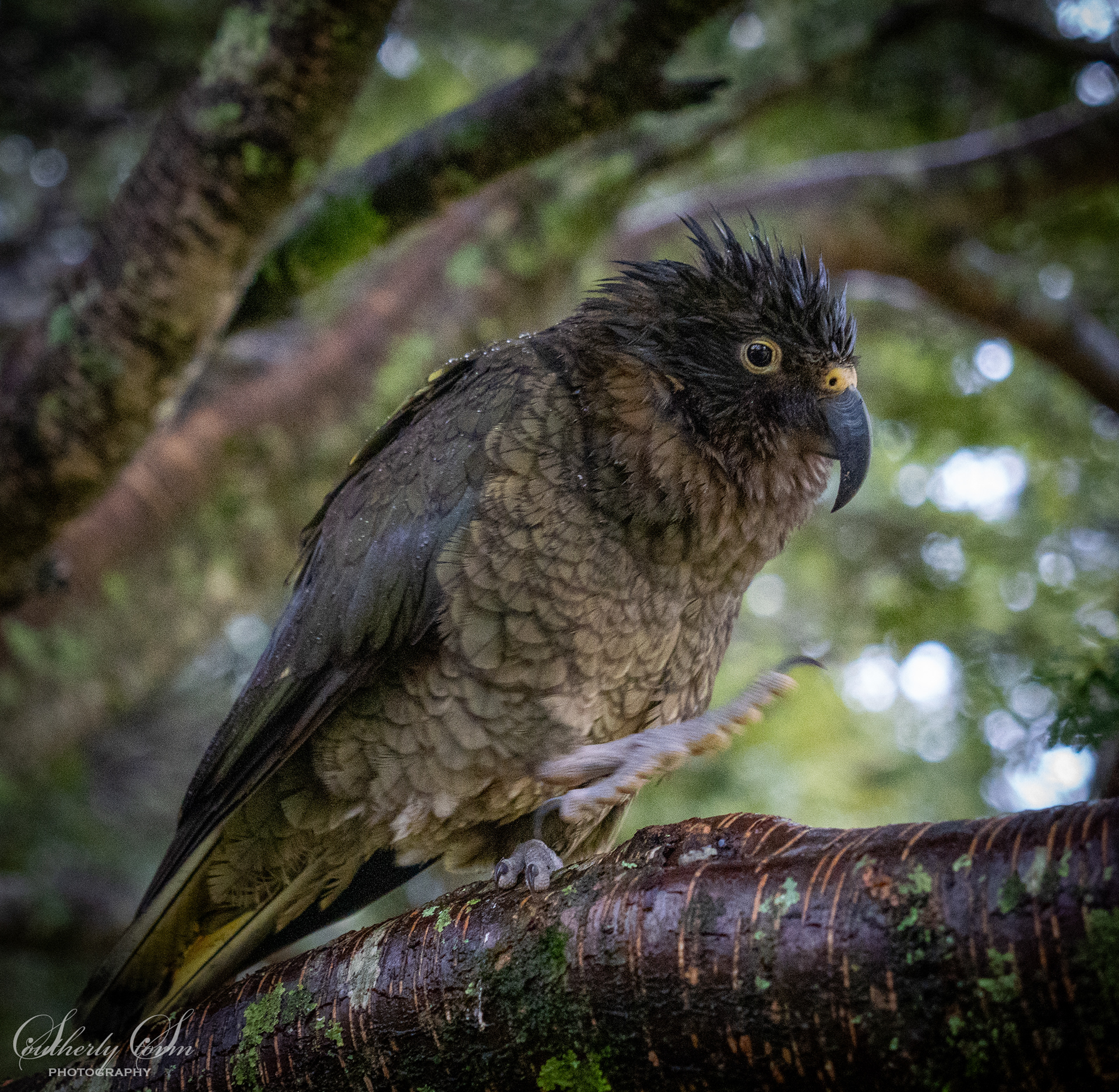 Juvenile kea on a branch