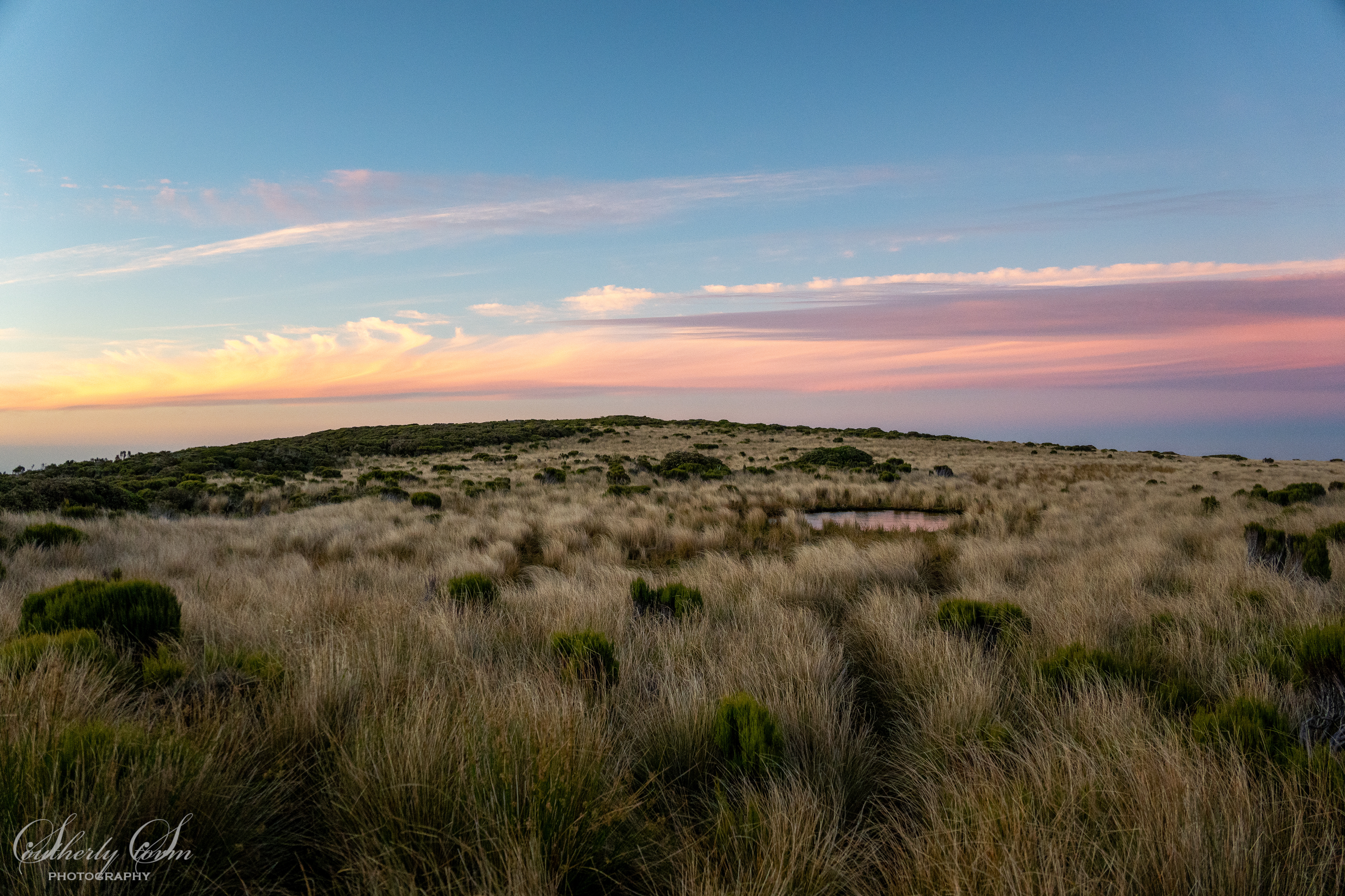 Evening light over tussock