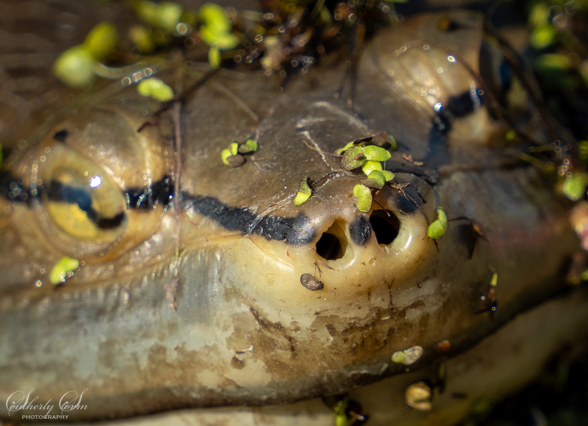 Extreme close up of a turtle