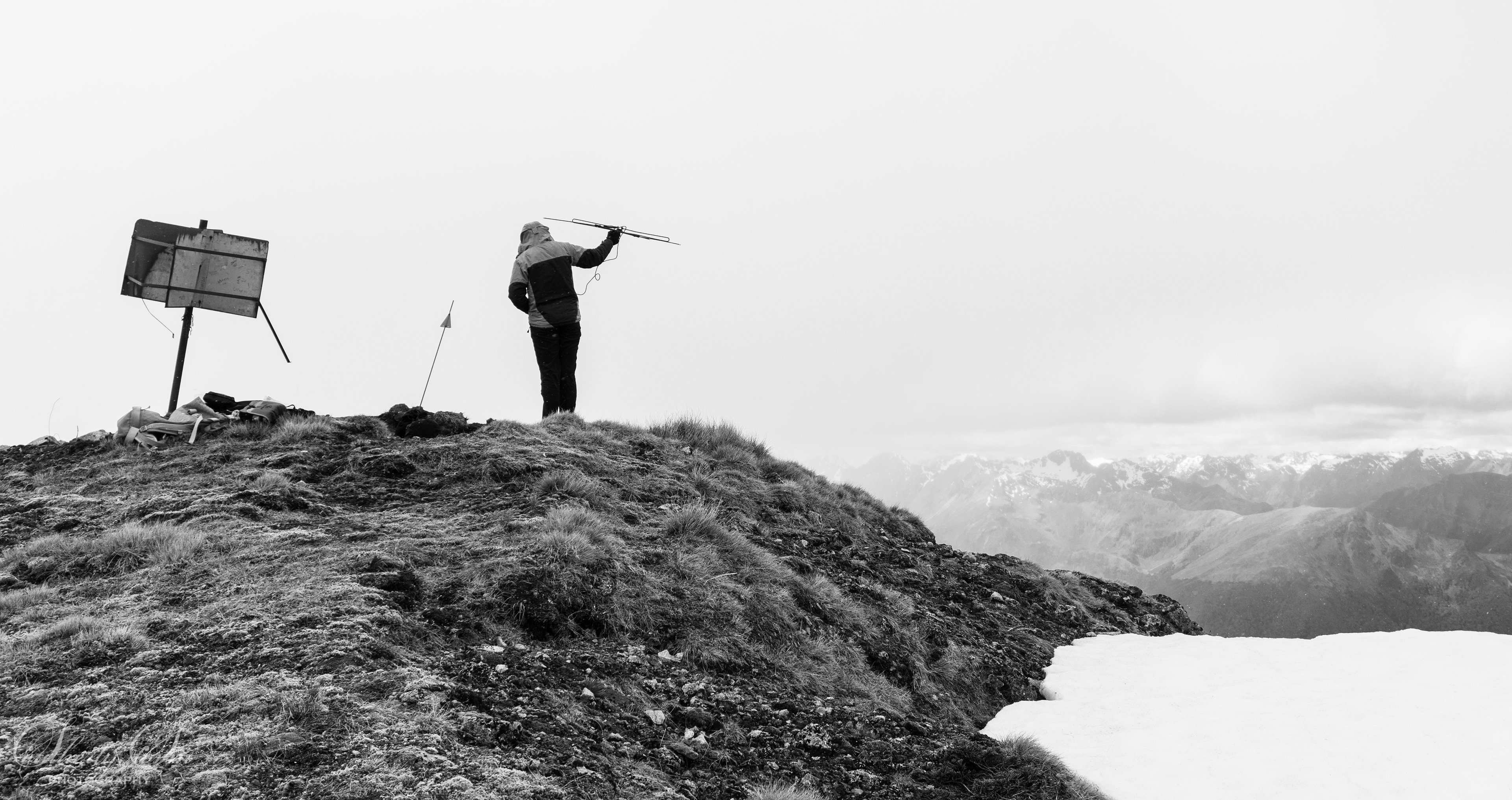 Scientist using telemetry to locate a bird