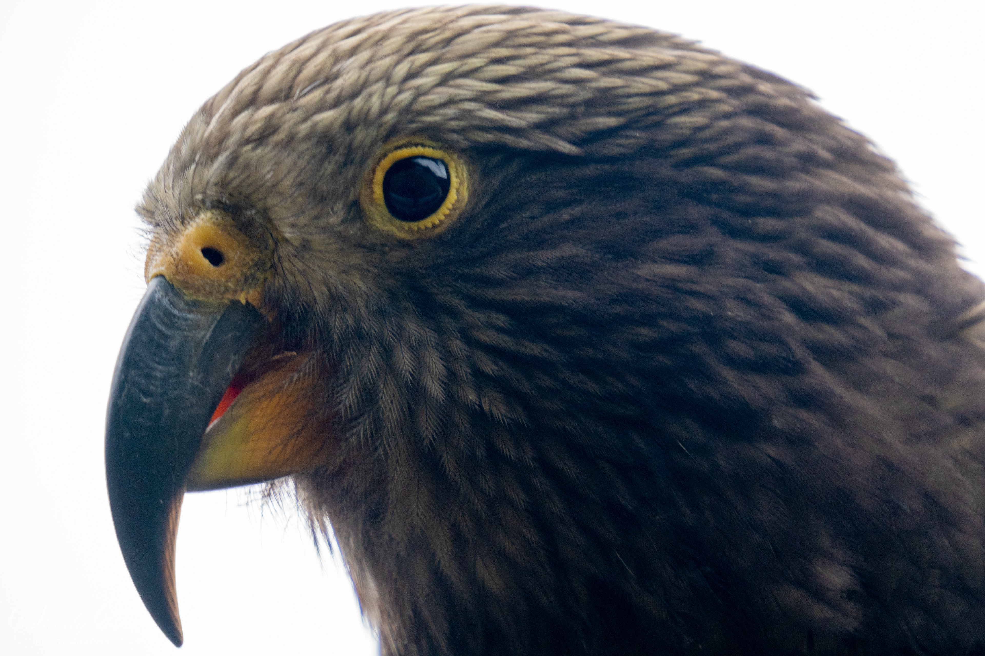 Close up of Fledgling kea