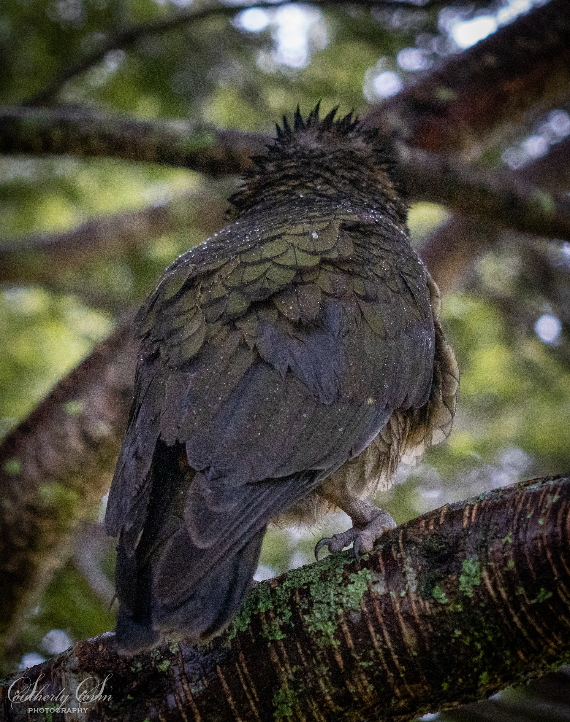 Water off a kea's back