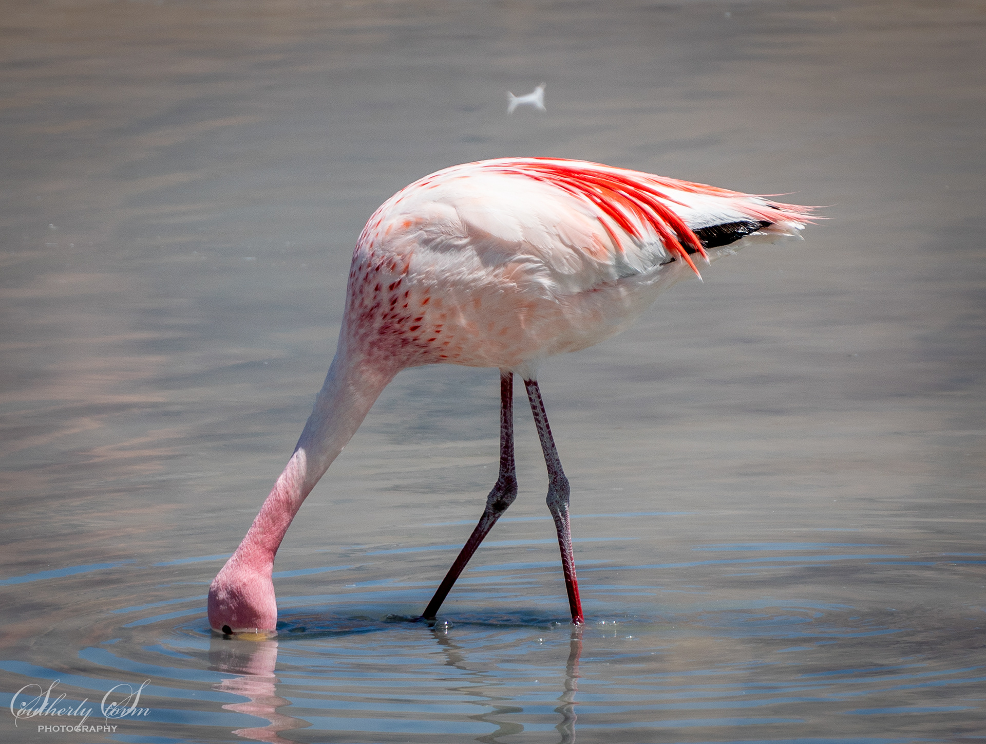 Flamingo