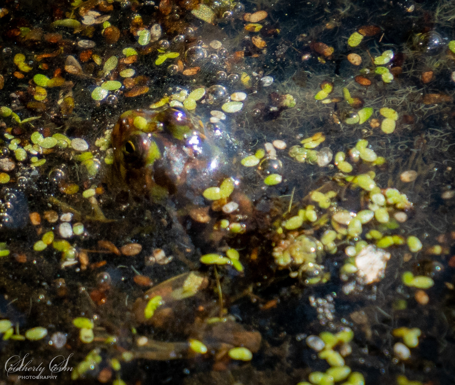 Camouflaged frog in a pond of small plants