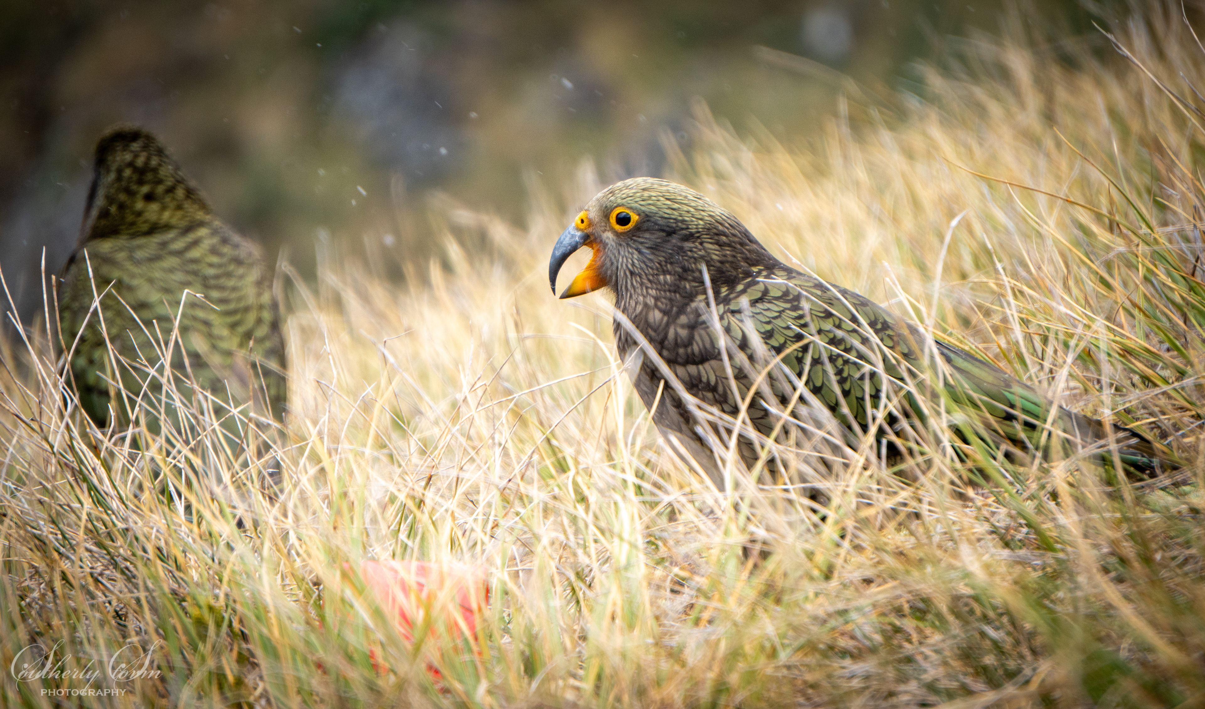 Fledgling kea
