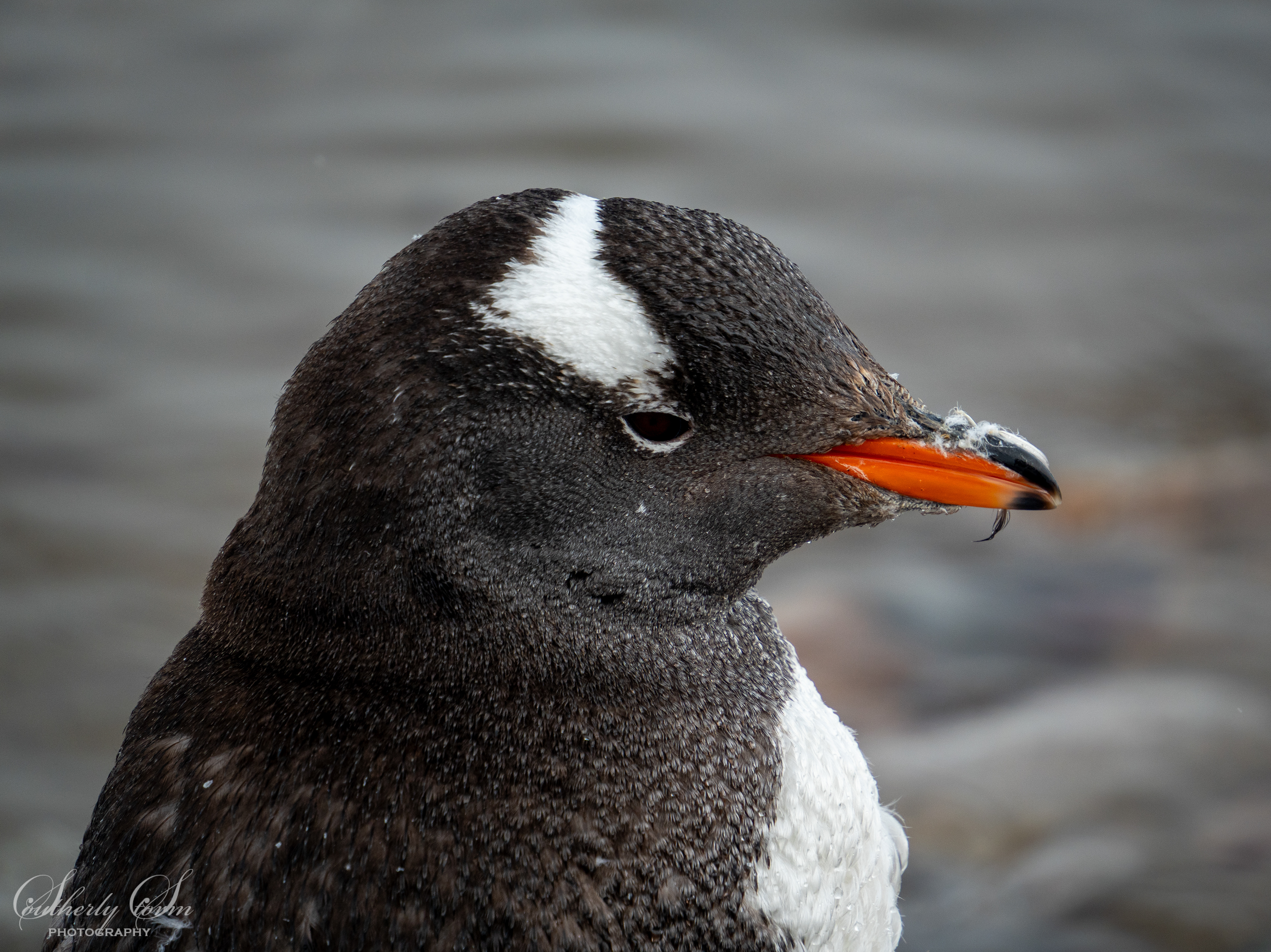 Gentoo penguin textured feathers