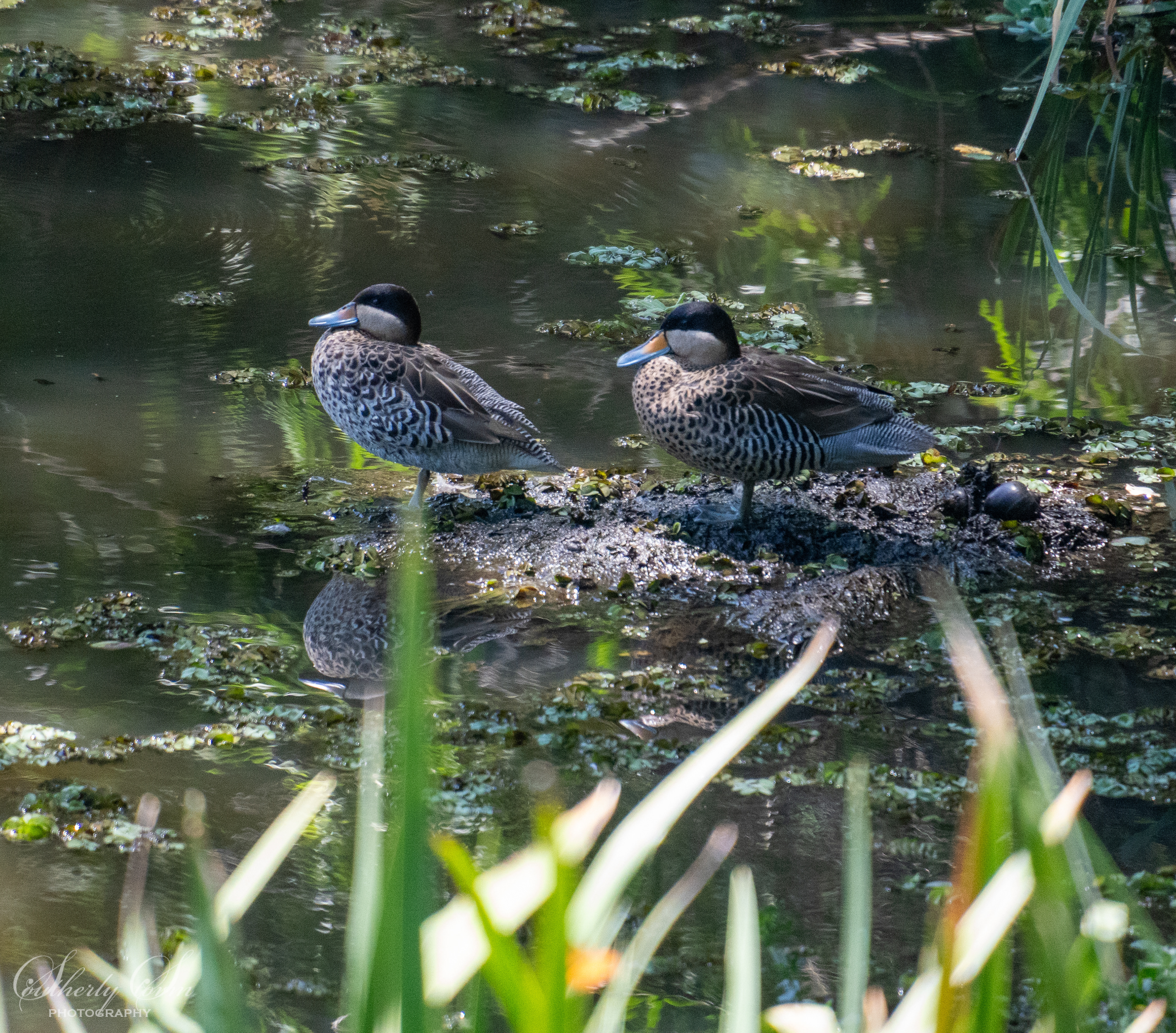 Ducks in Buenos Aires