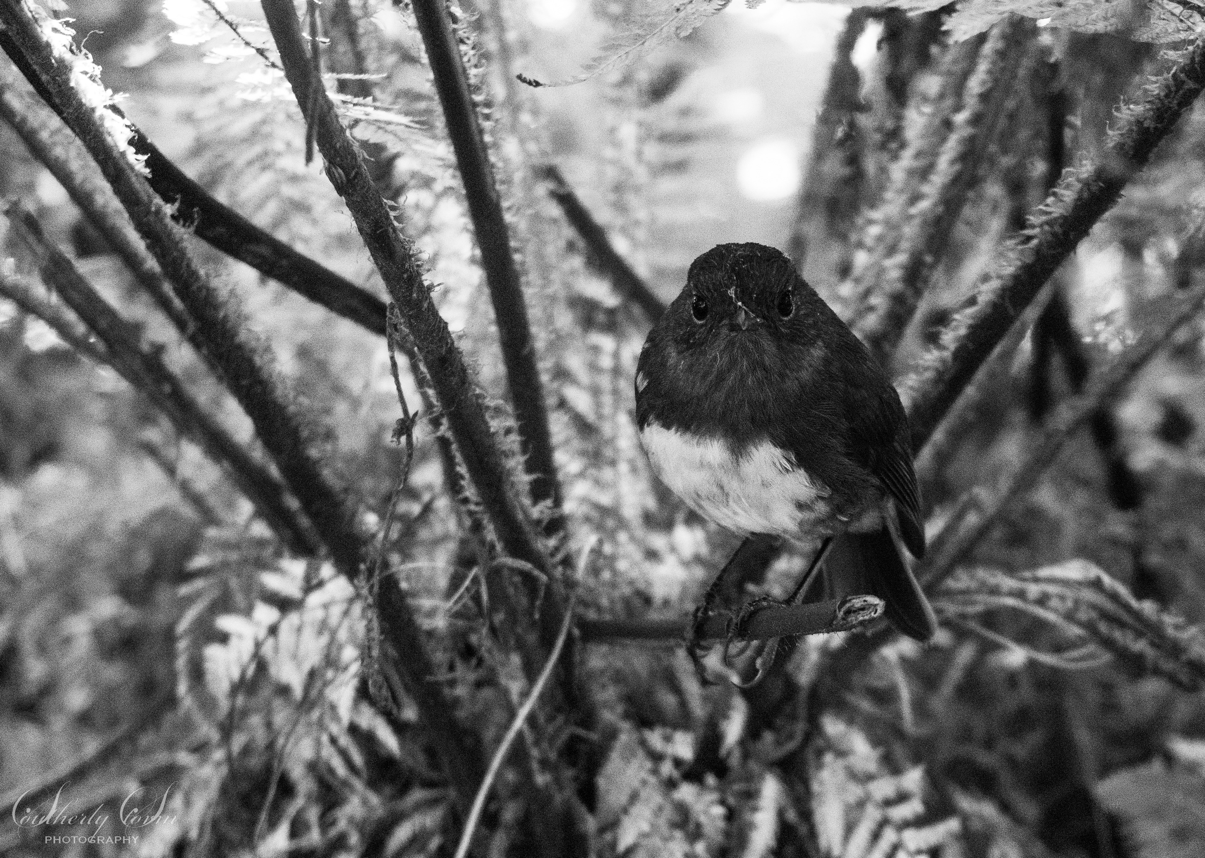South Island Robin and tree fern - black and white