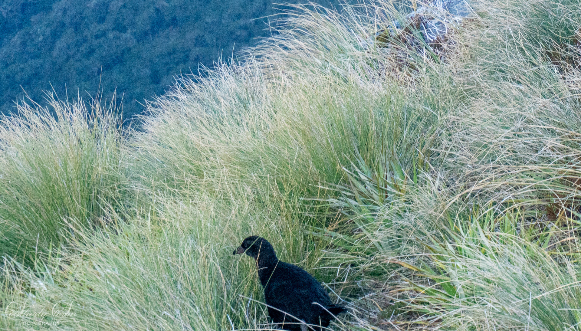 Black Weka