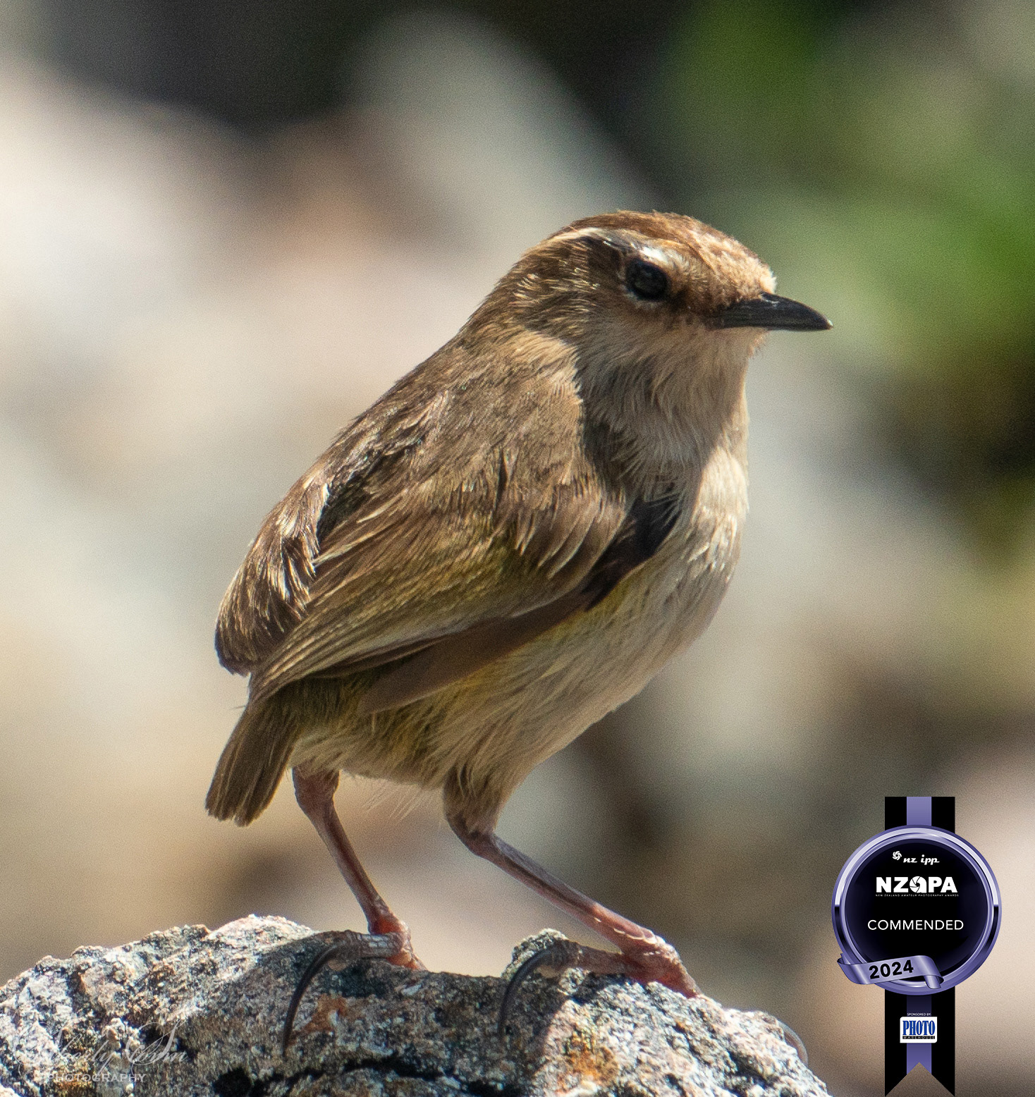 Rock Wren NZAPA Commended