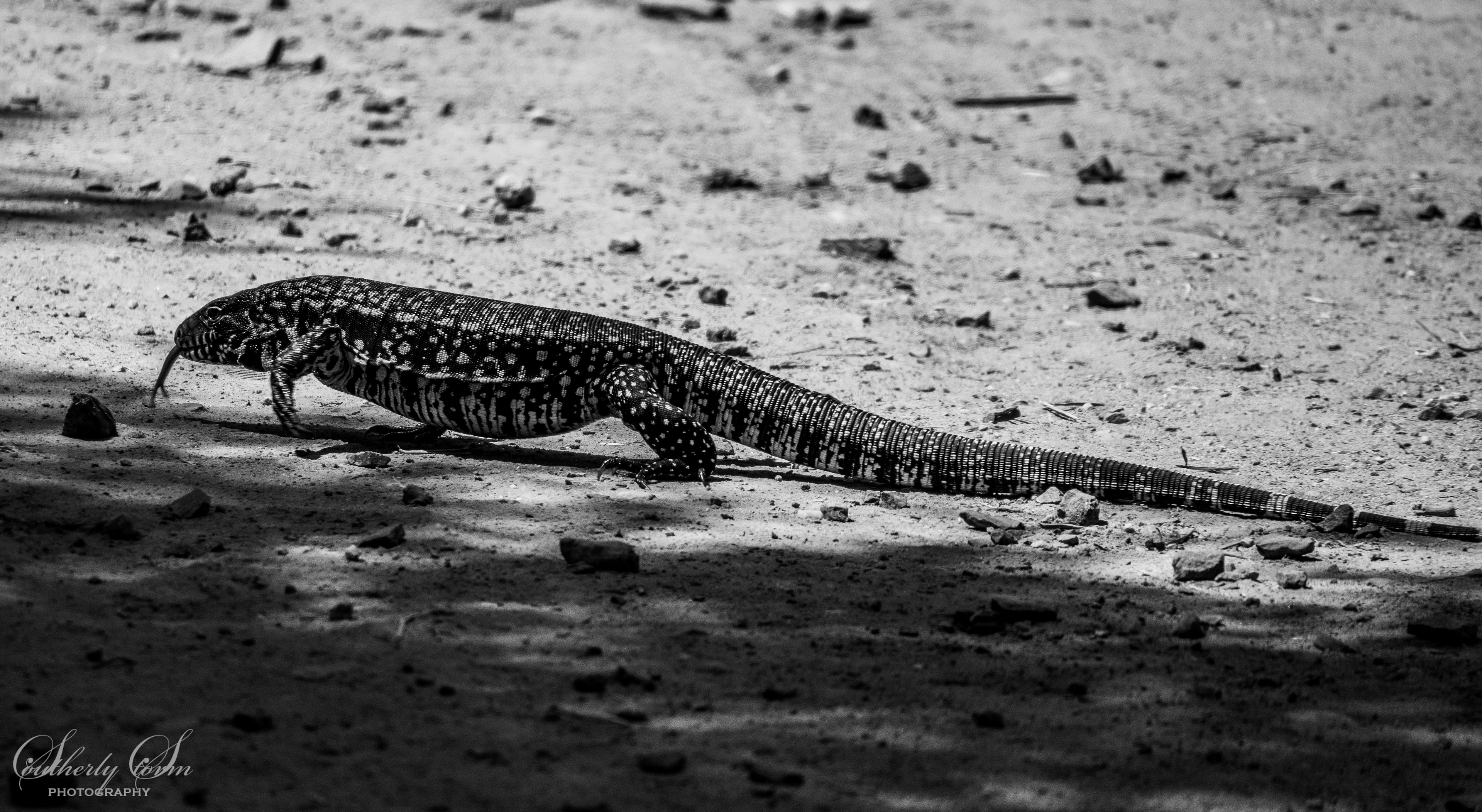 Lizard with a forked tongue