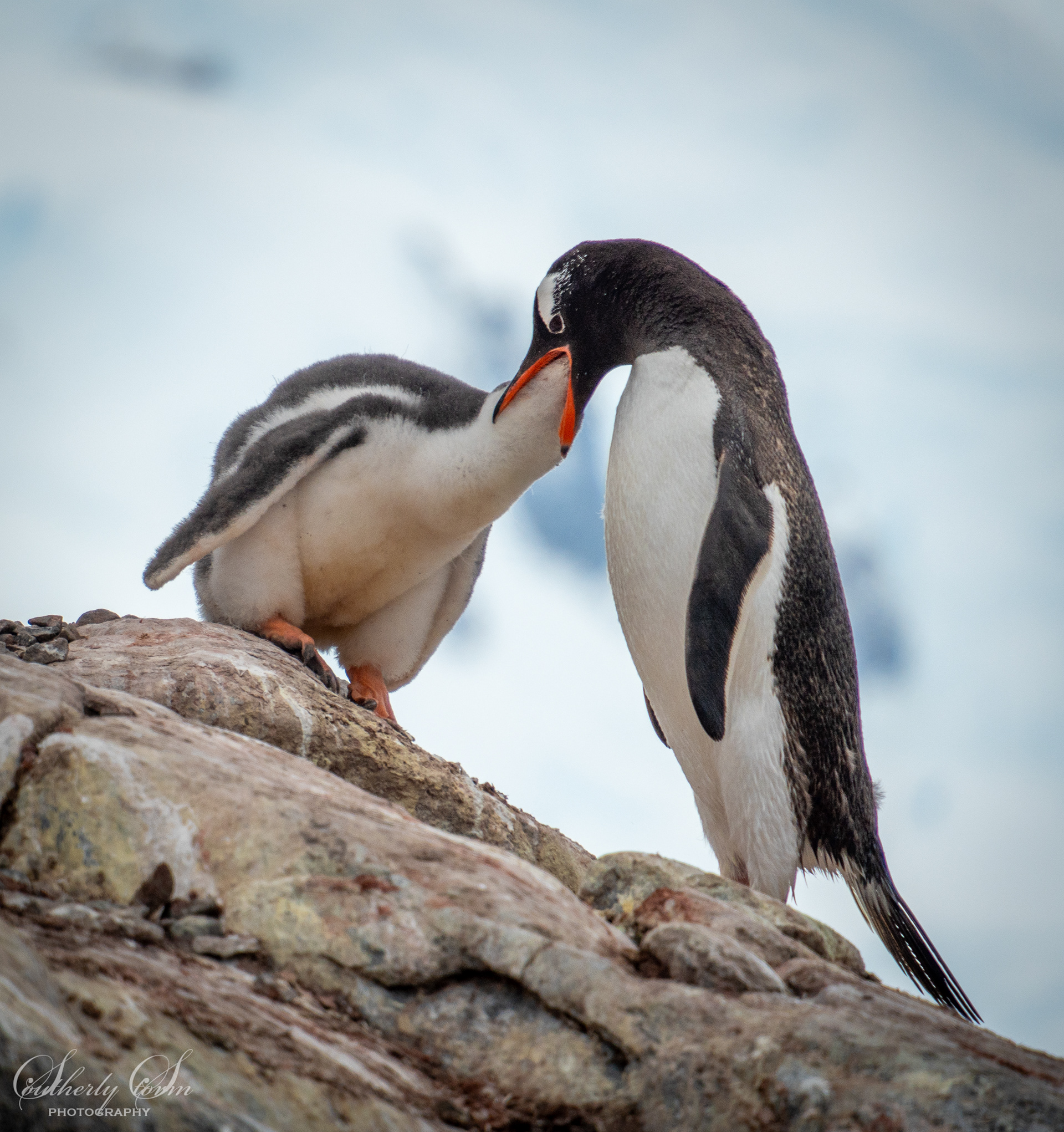Gentoo Penguin feeding a large chick