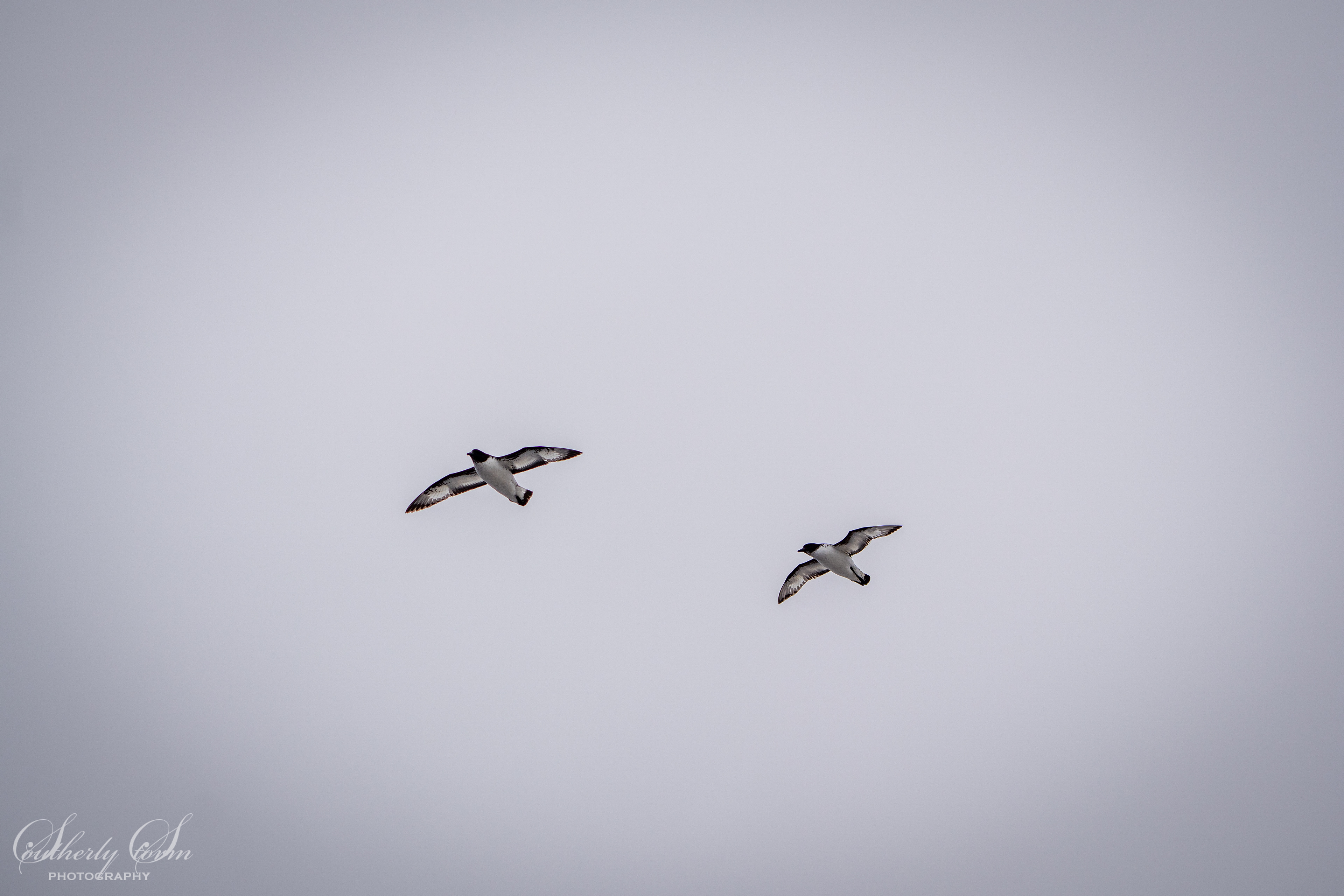 Pintado in flight
