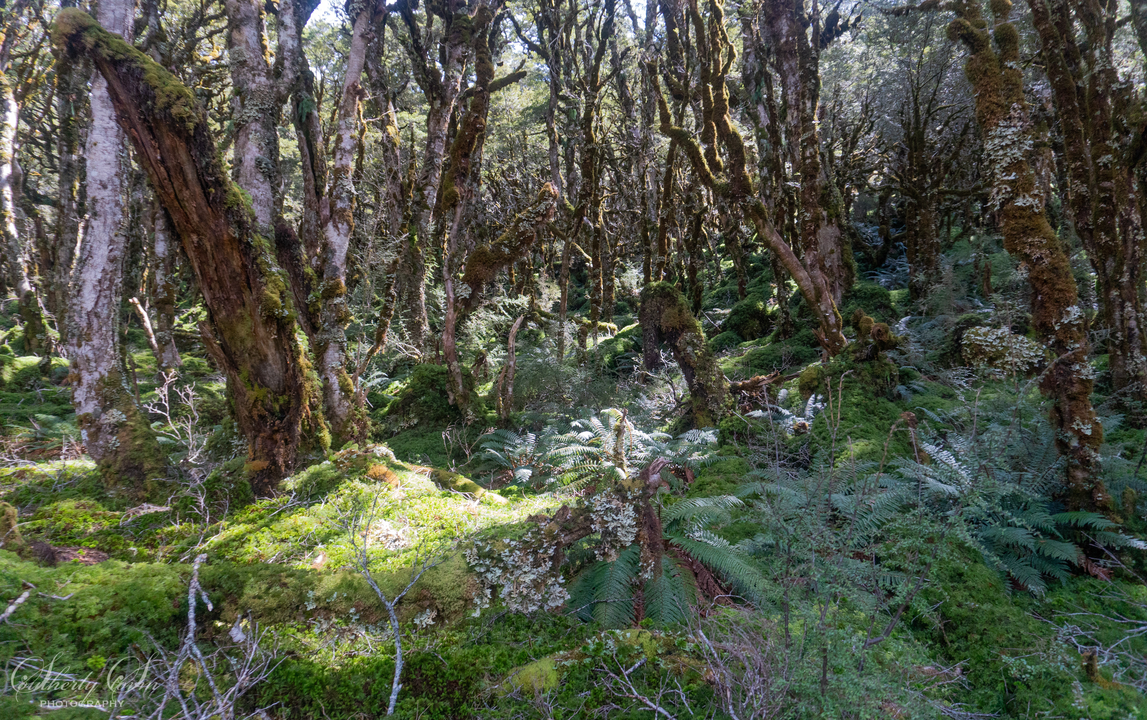 Beautiful light in the forest