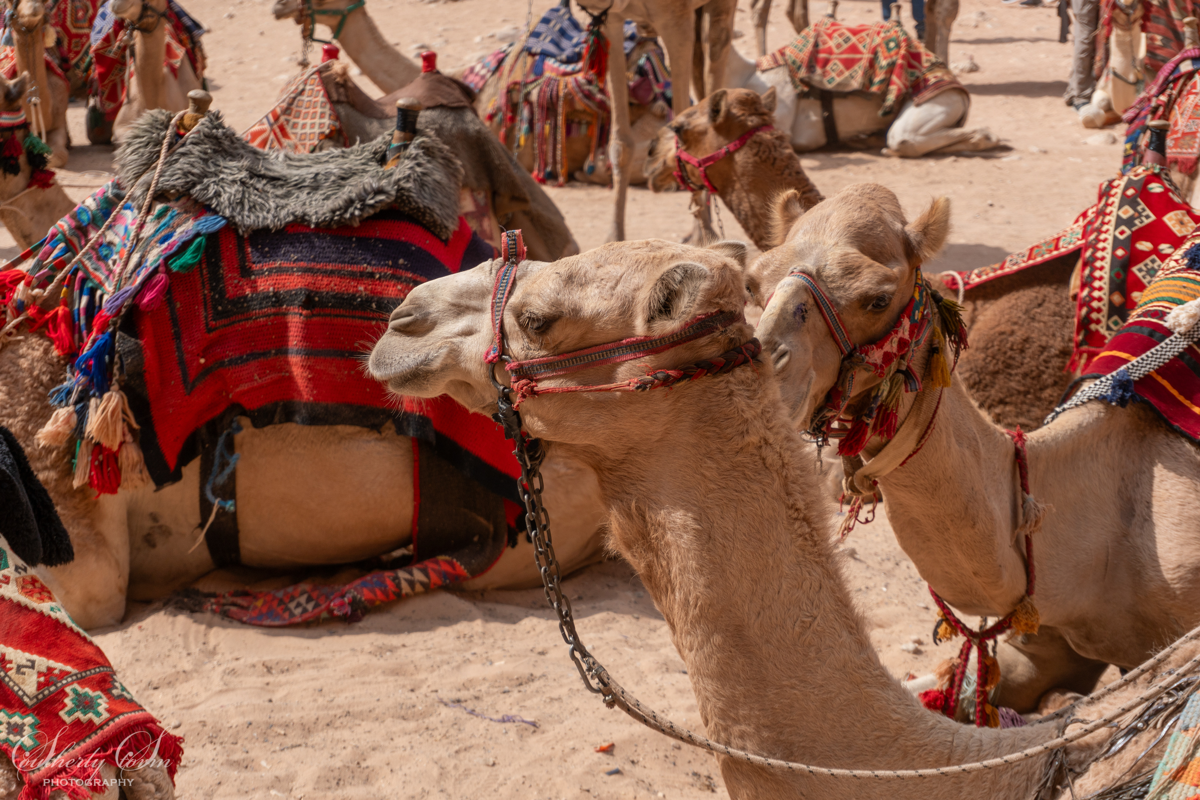 Camels in Petra