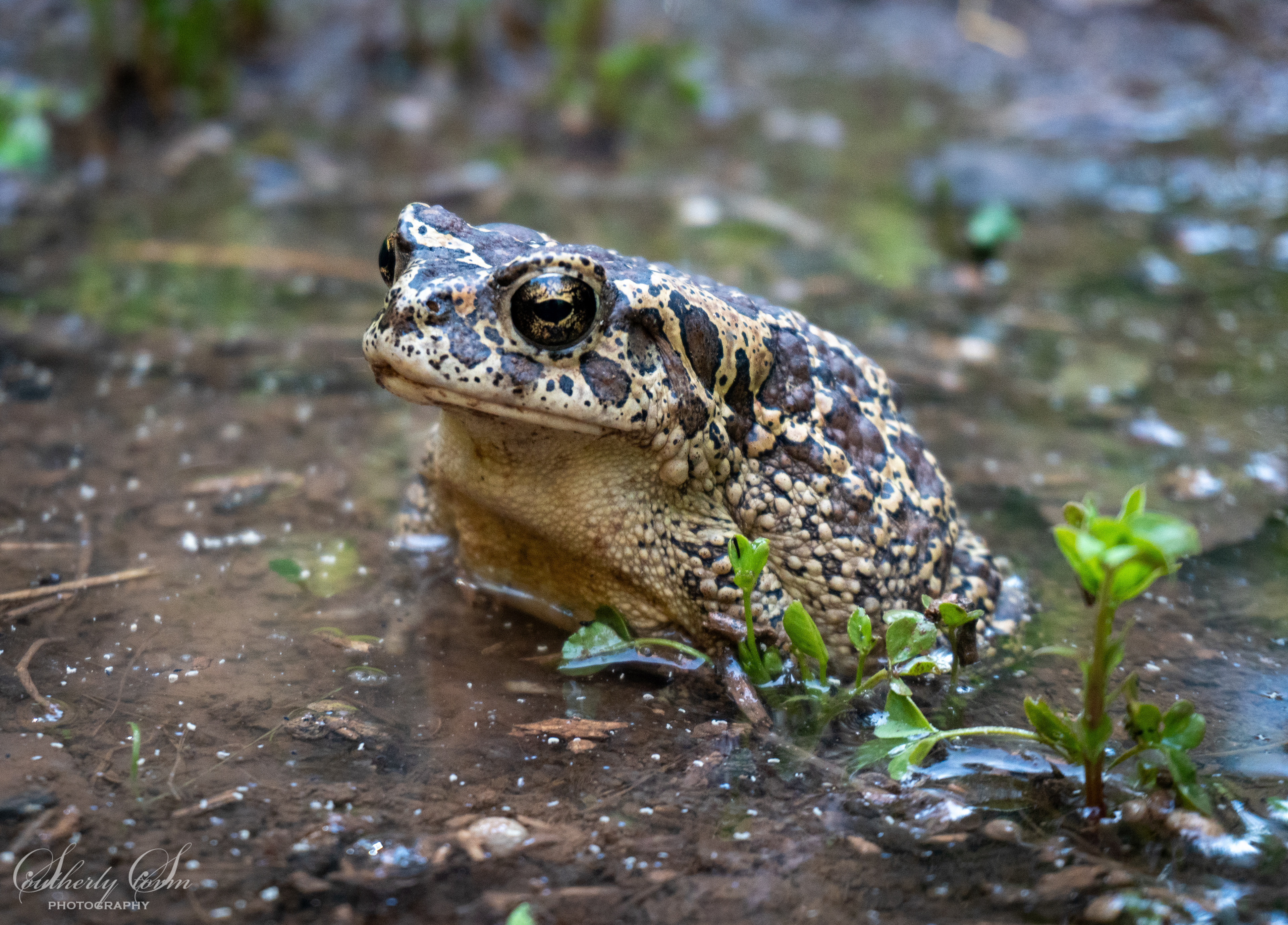 Moroccan Toad