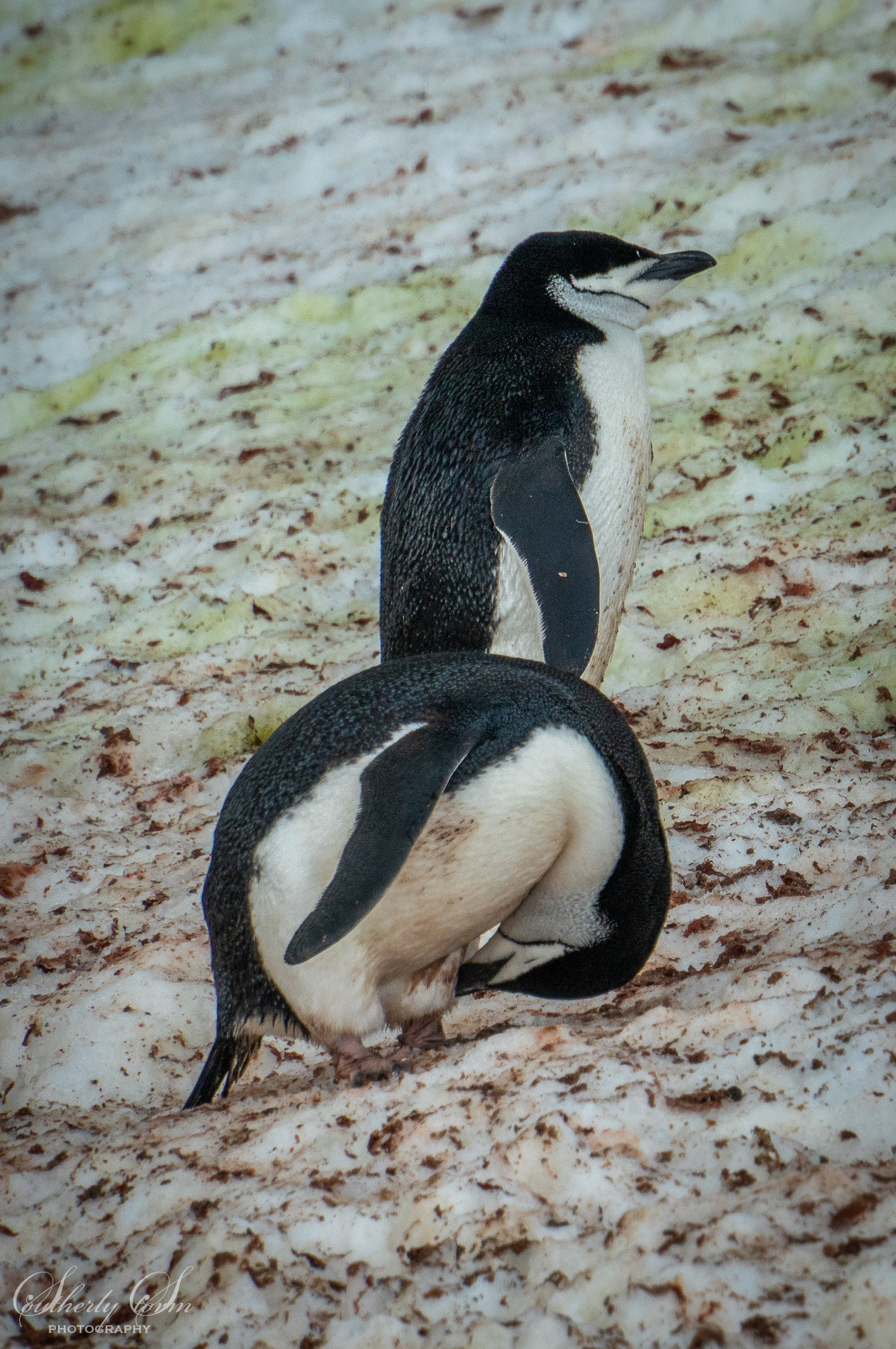 Chinstrap penguins