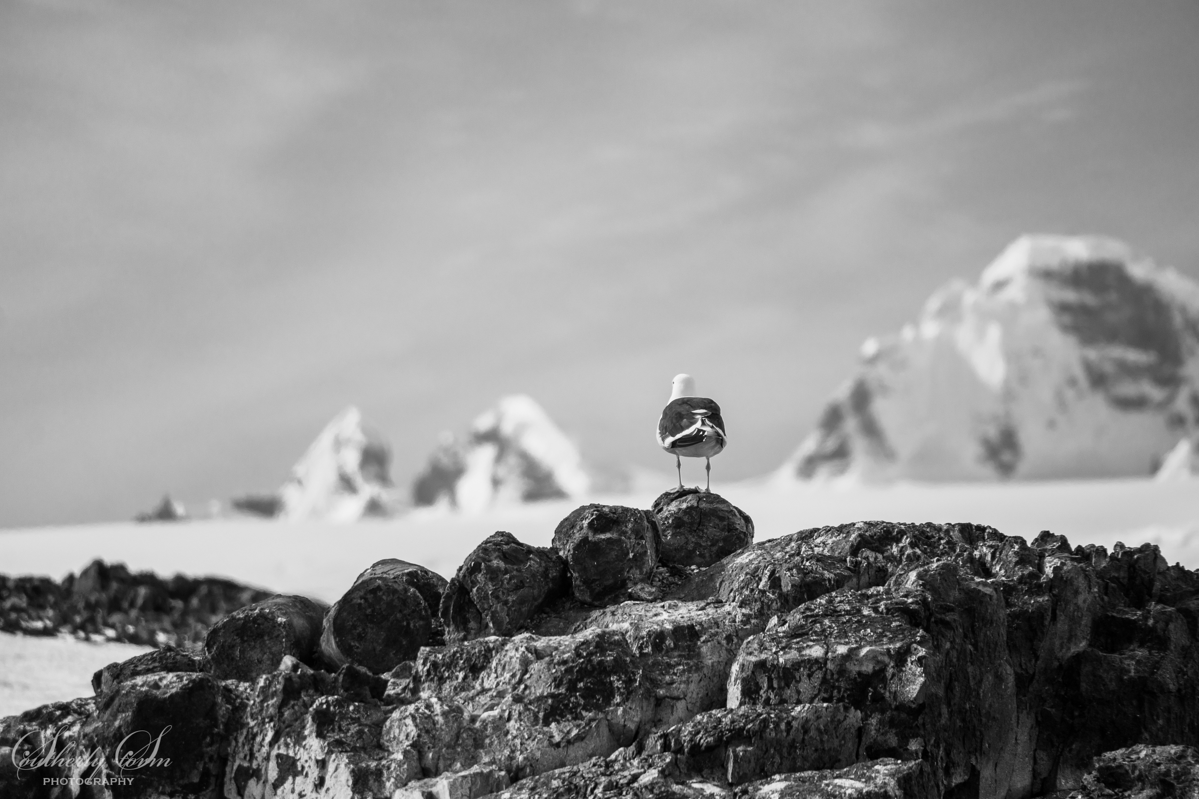 Kelp gull in black and white