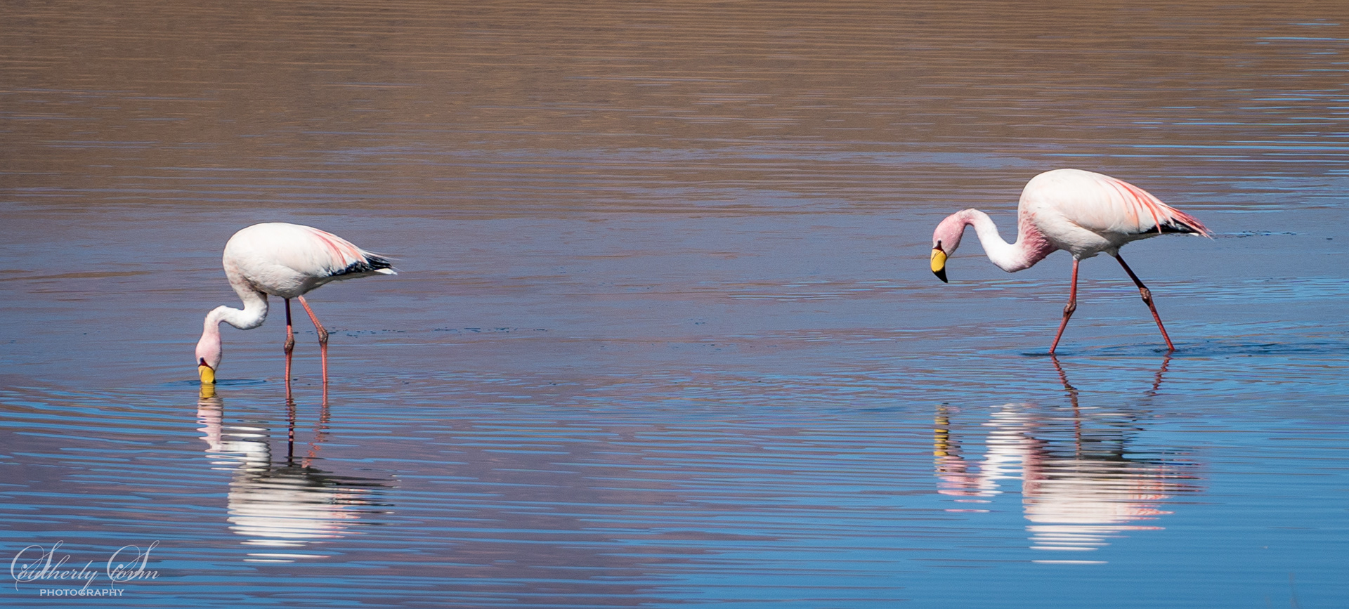 Flamingoes feeding