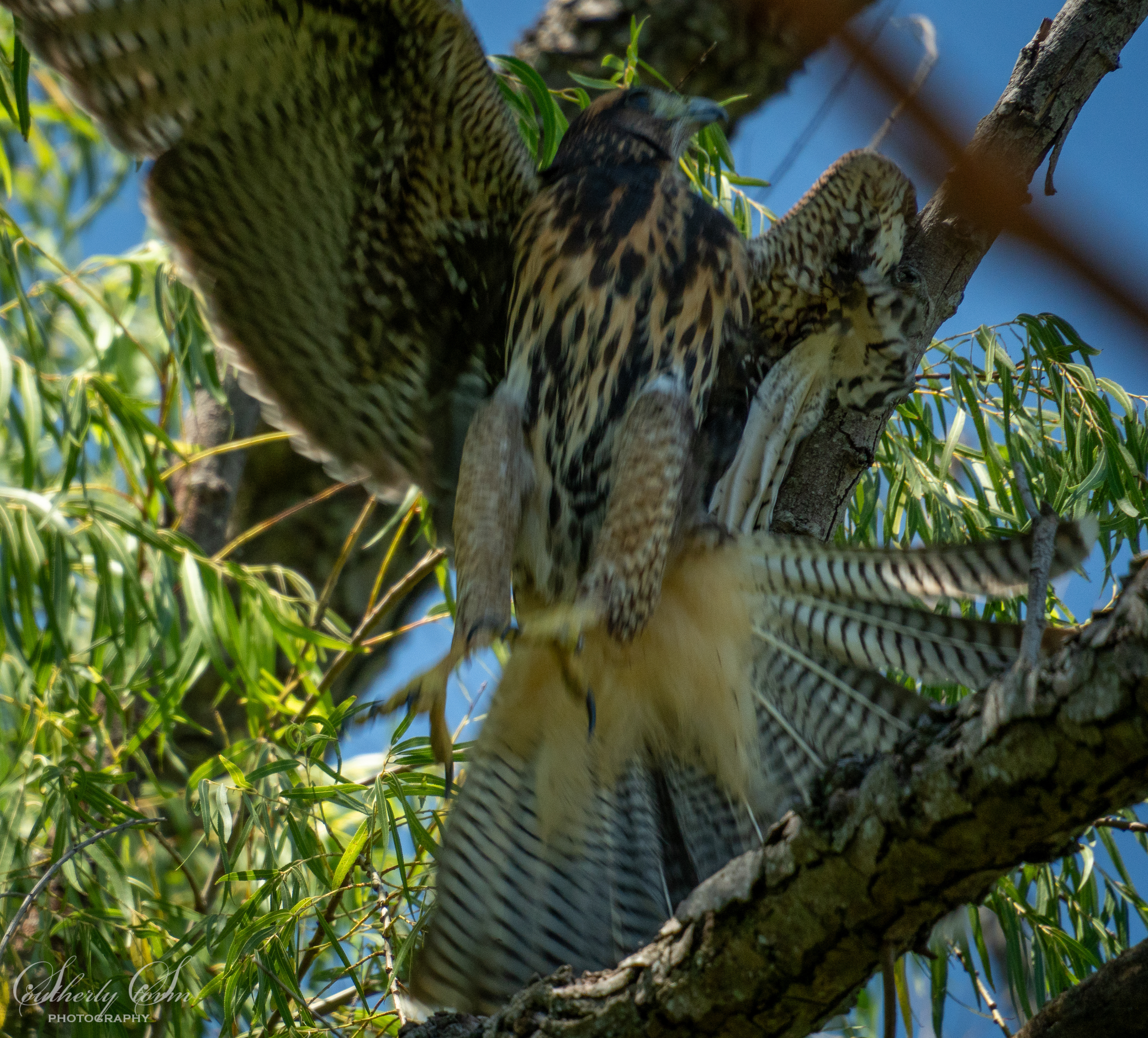 Bird of prey takes flight