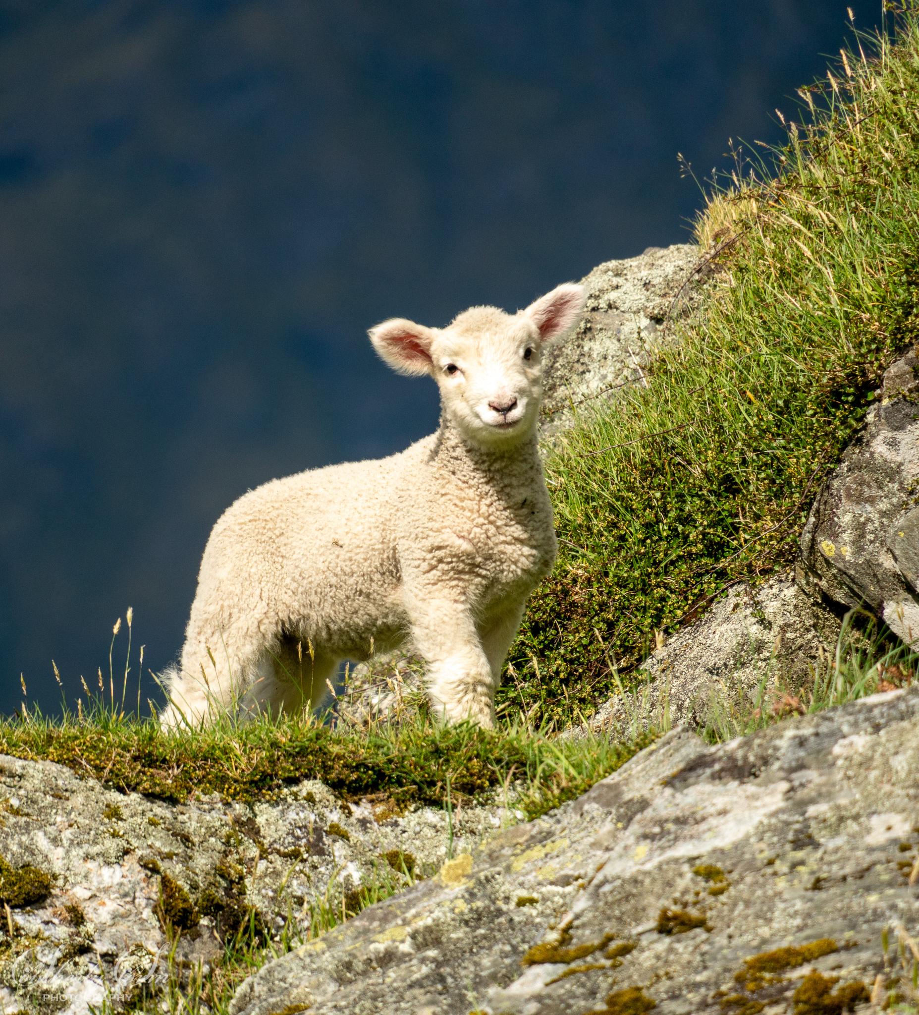 Cute lamb