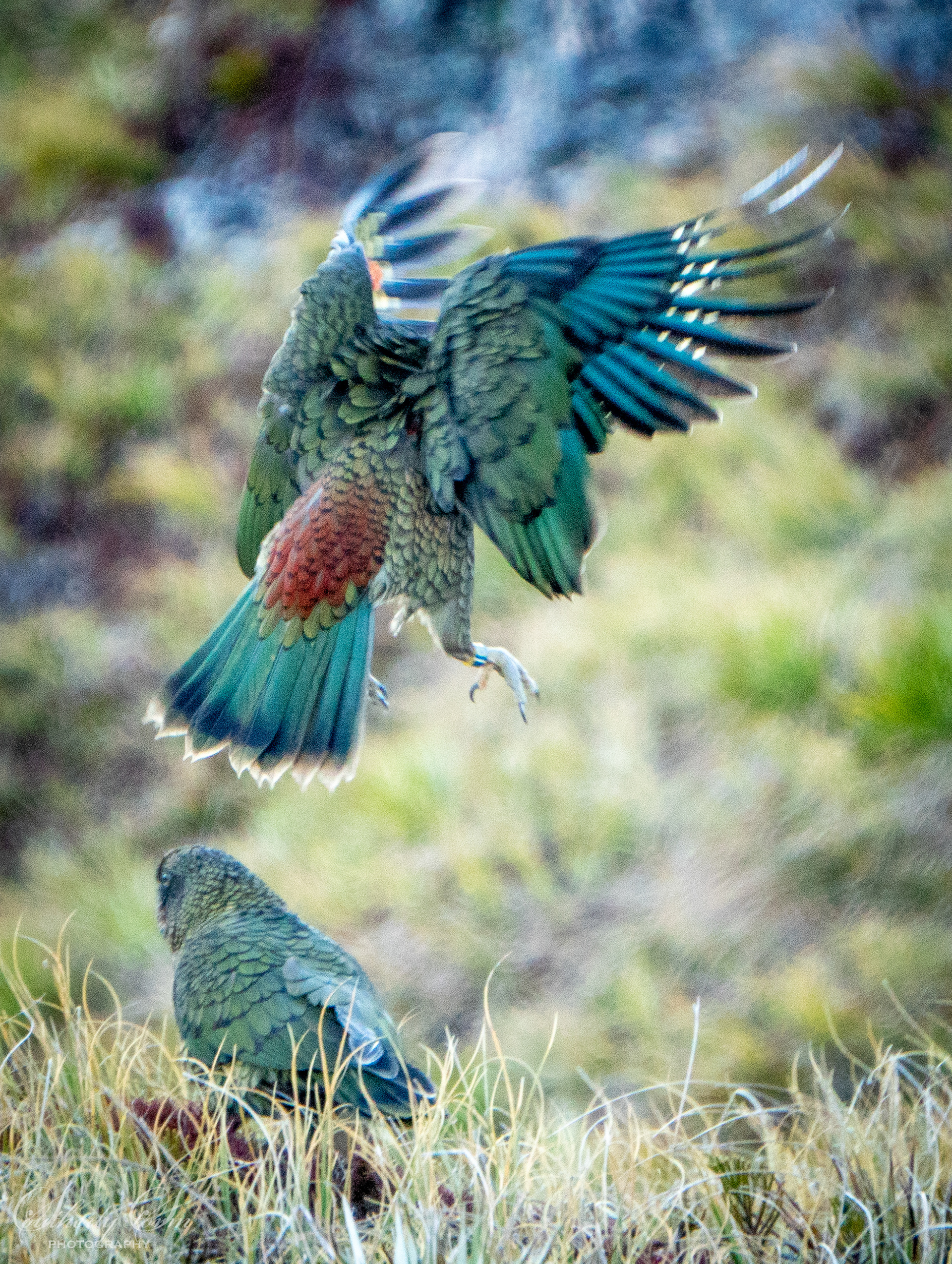 Kea in flight