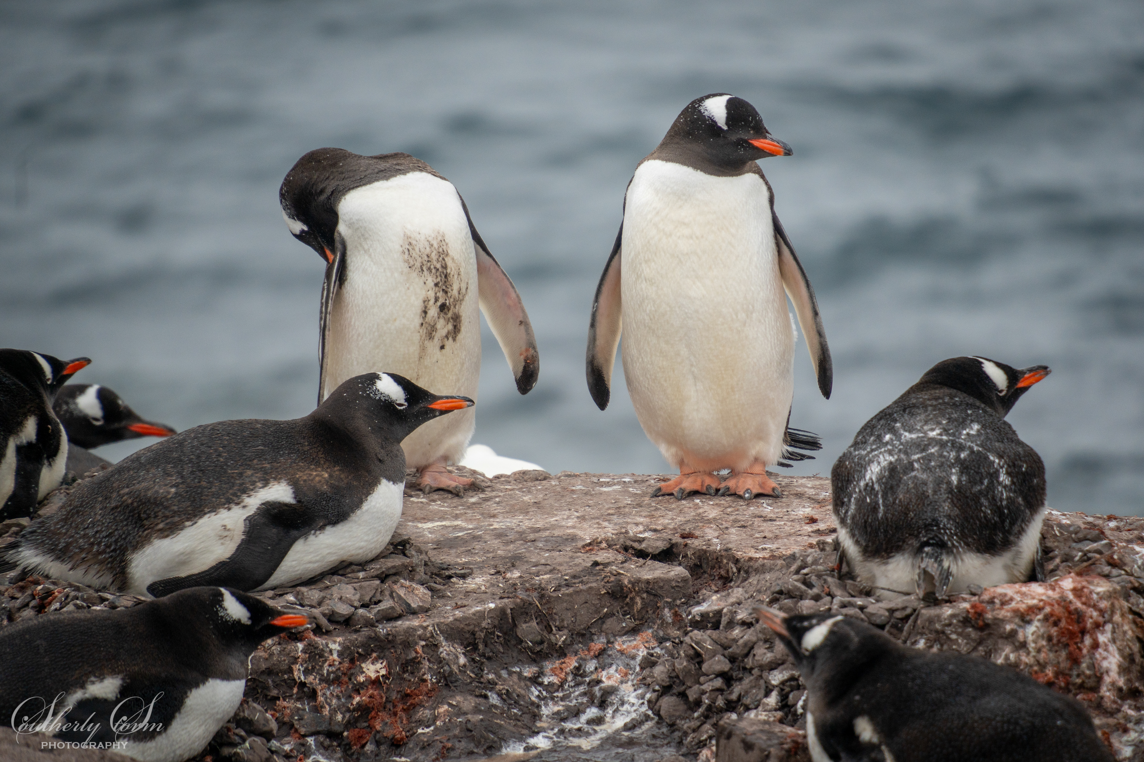 A clean gentoo penguin arrives back at the colony