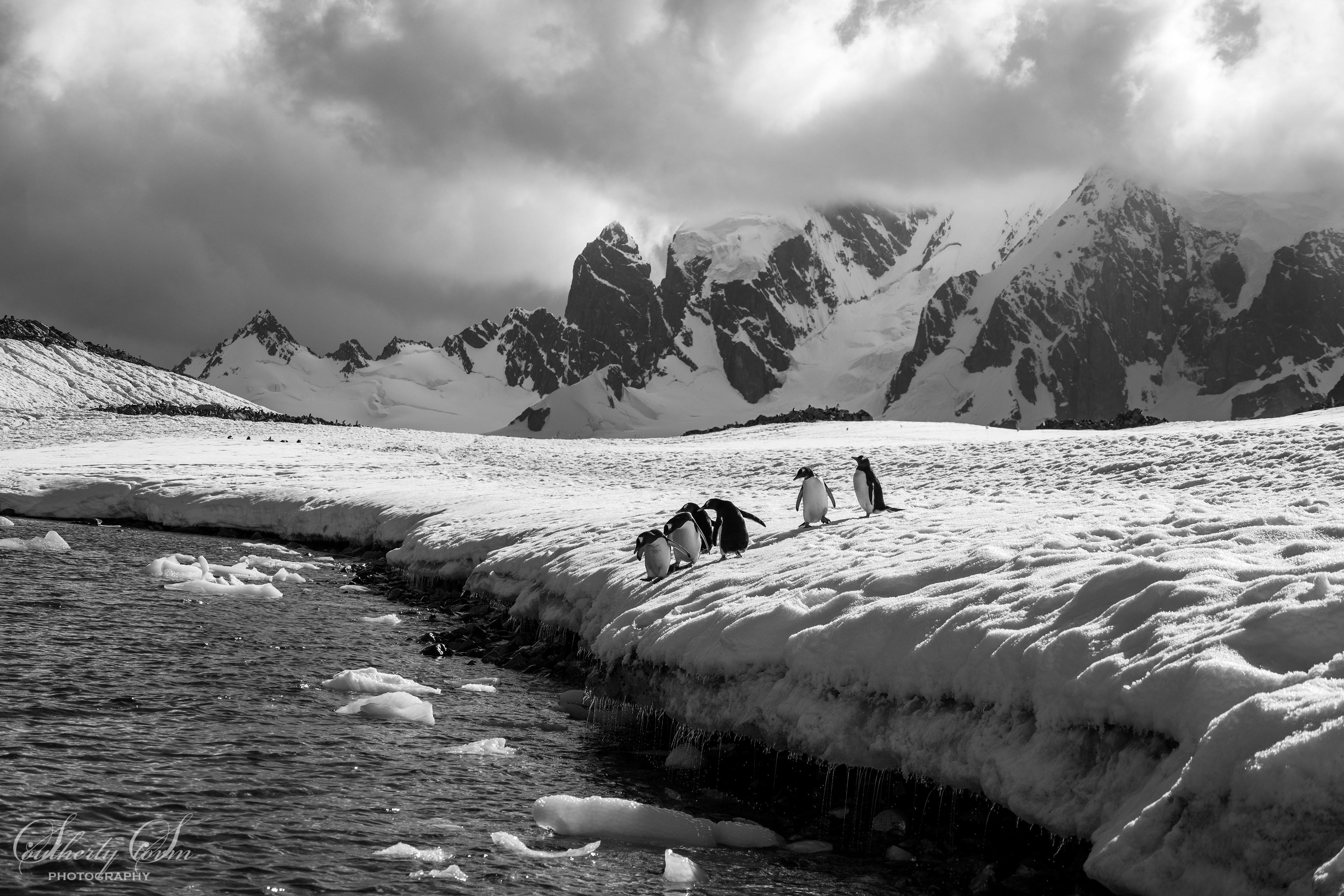 Antarctic landscape with penguins