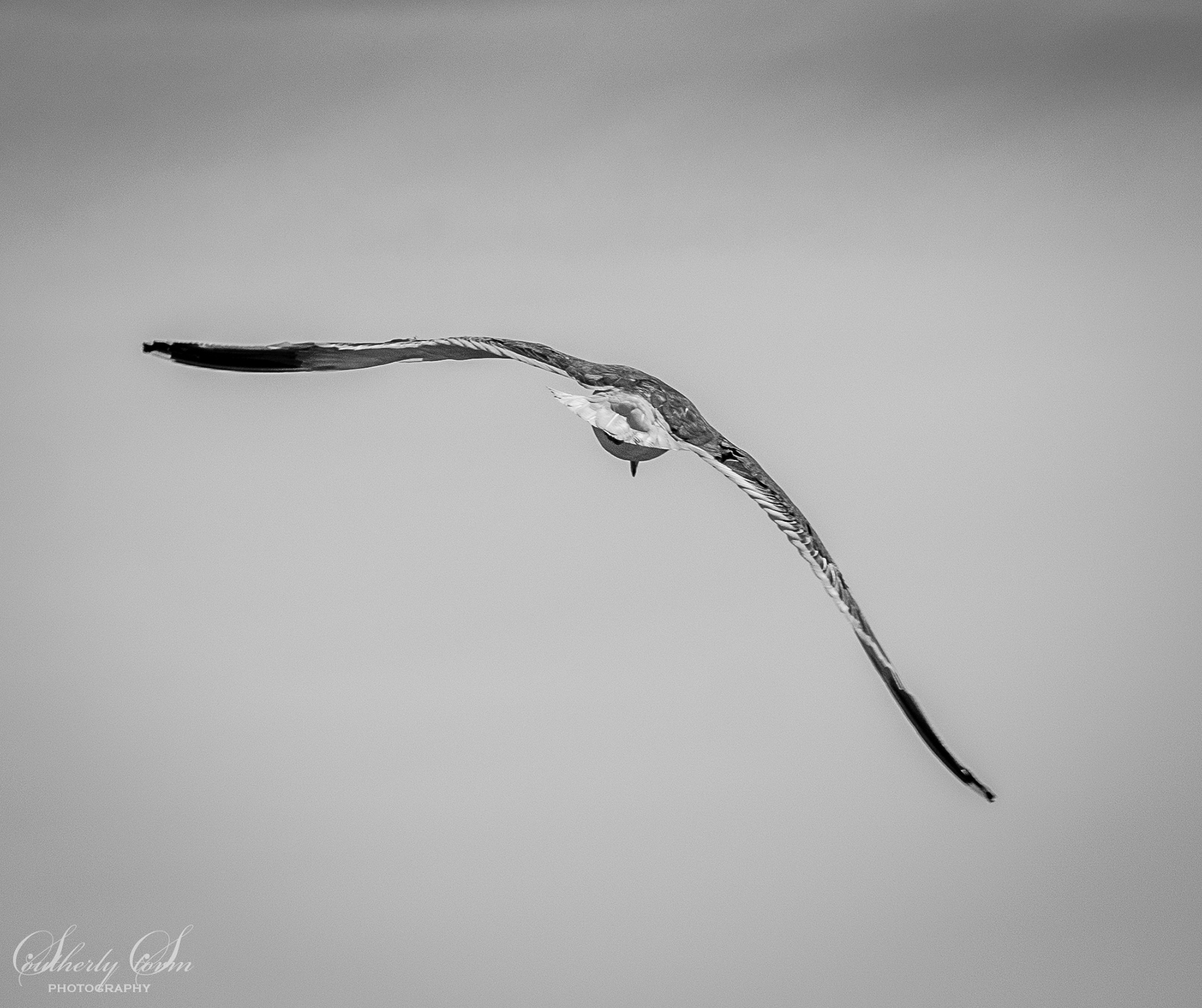 Black and white, kelp gull in flight