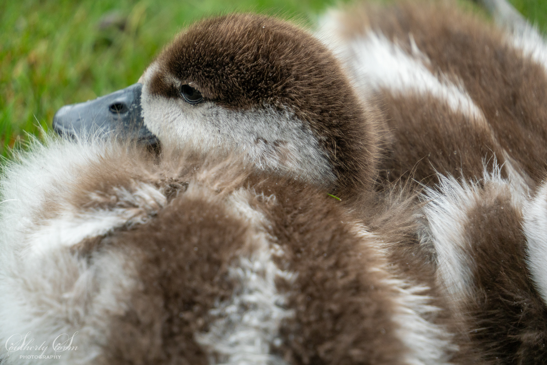 Paradise duckling pile
