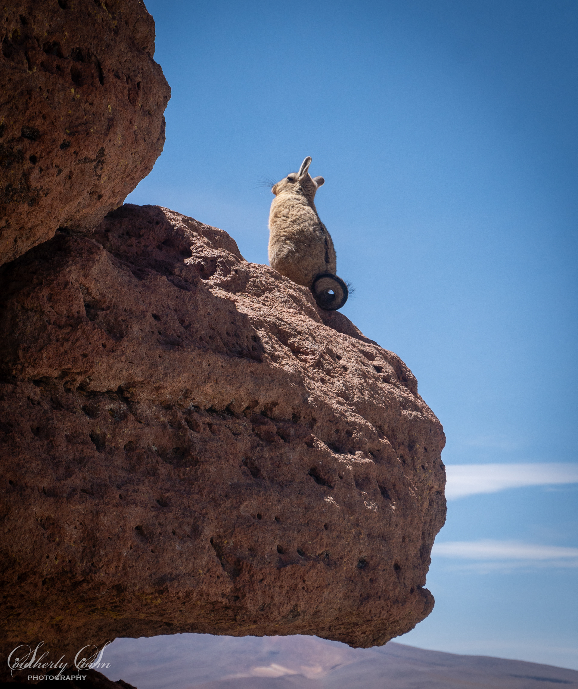 Viscacha on a cliff with a curled tail