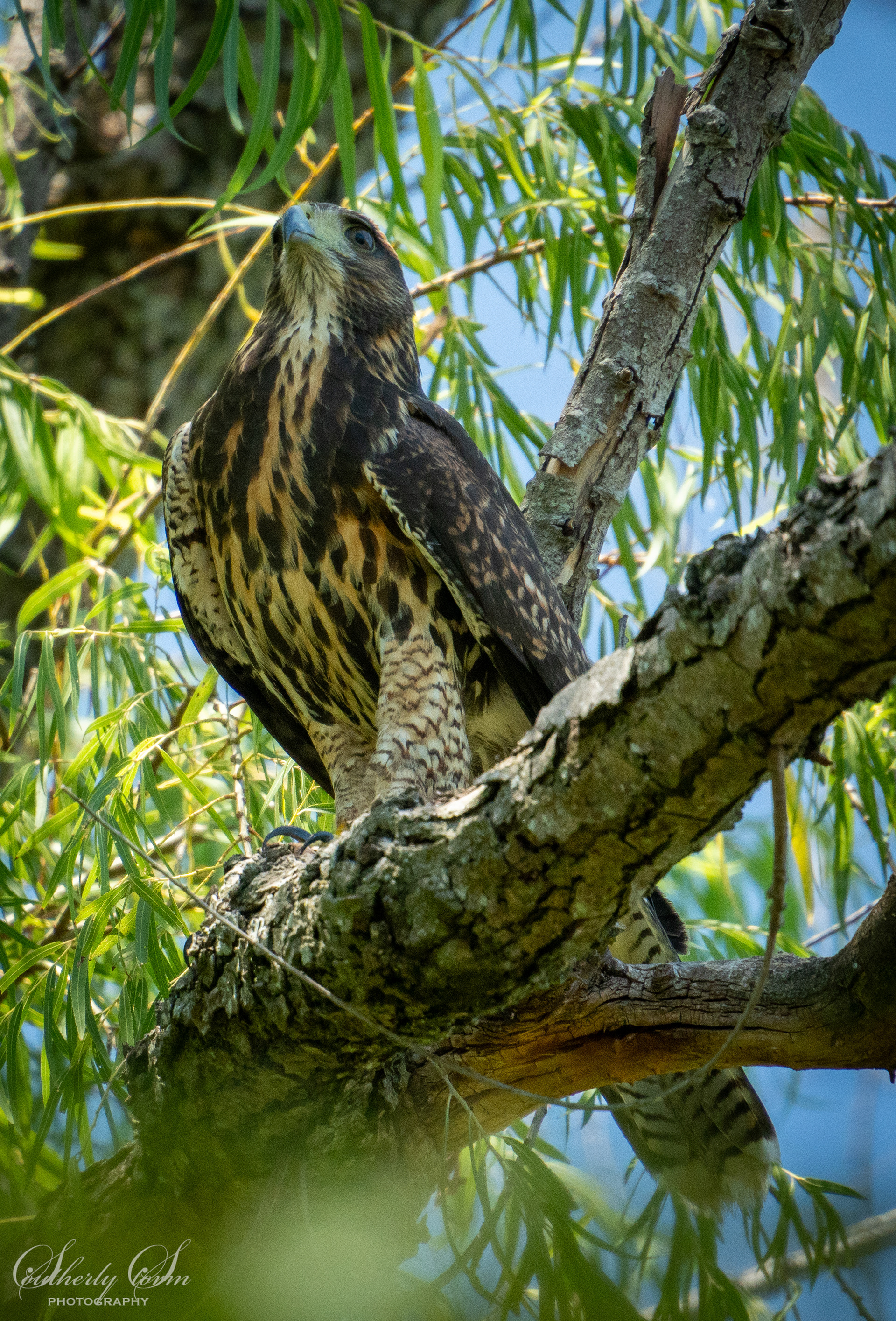 handsome bird of prey