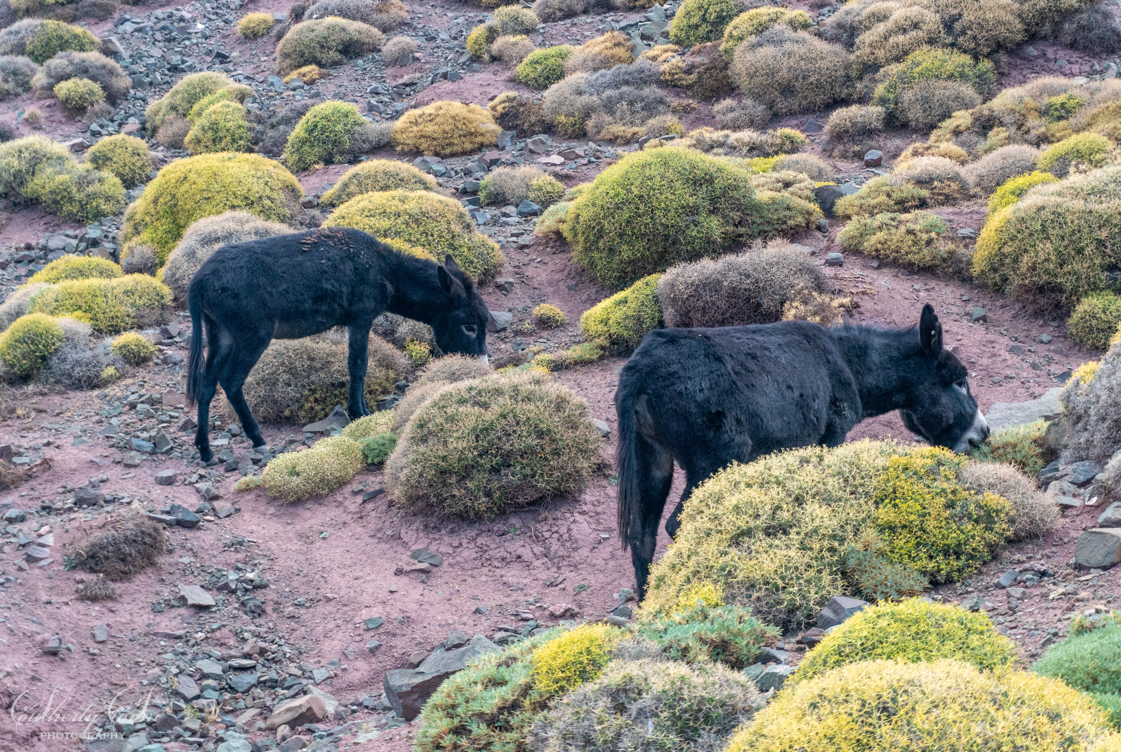 Donkey's in Morocco