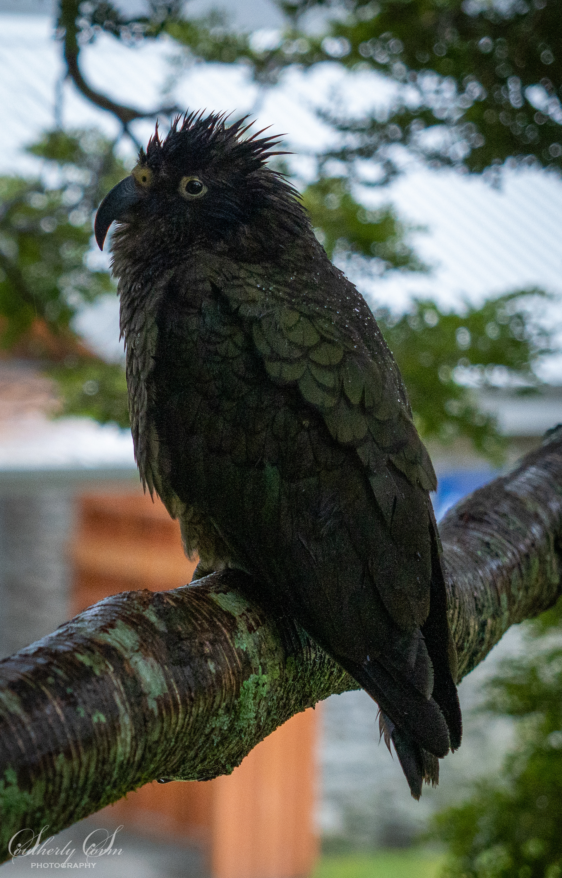 Wet spikey juvenile kea