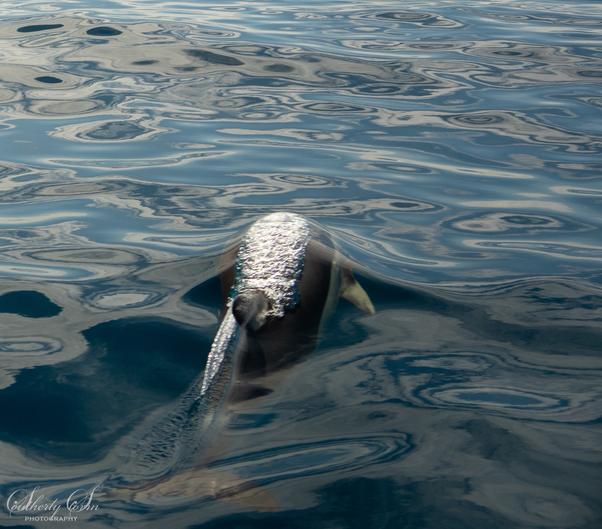 Common Dolphin