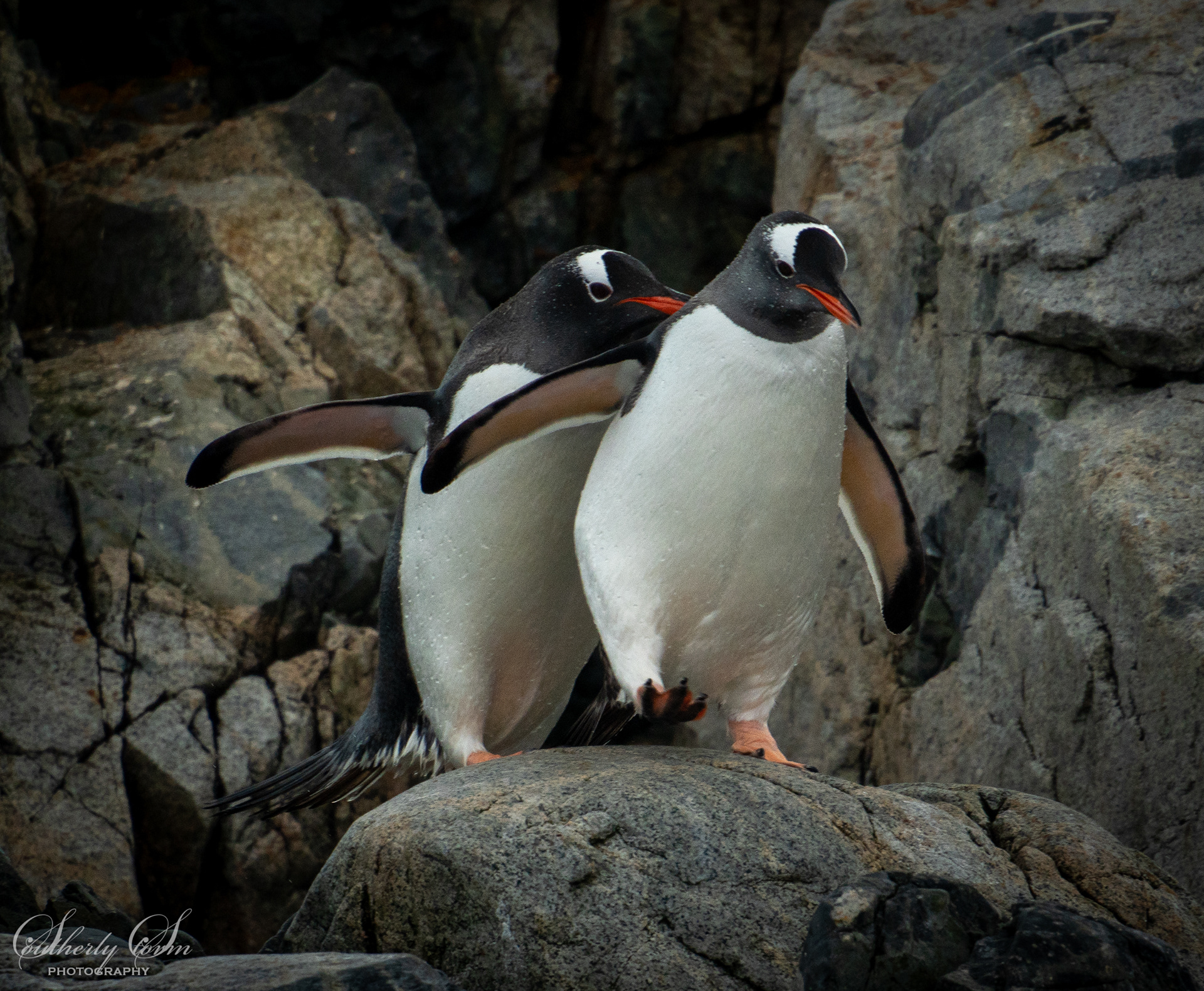 Gentoo penguins
